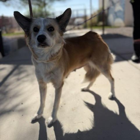 Ms. Fiona Foxington, Adoptable, Adult Female Corgi & Mixed Breed.