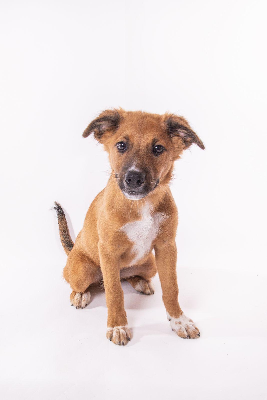 Enlarge Fry, a Adopted mixed breed in Royse City, TX image 3/4