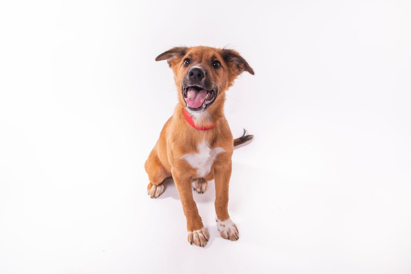 Enlarge Fry, a Adopted mixed breed in Royse City, TX image 4/4