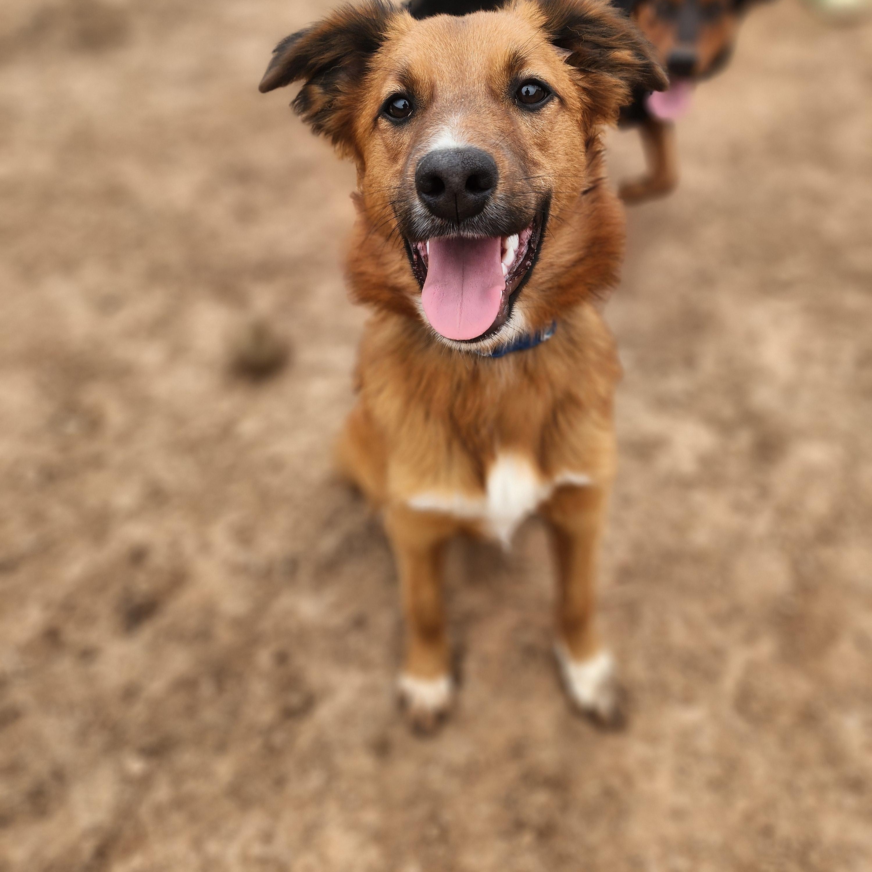 Enlarge Fry, a Adopted mixed breed in Royse City, TX image 2/4