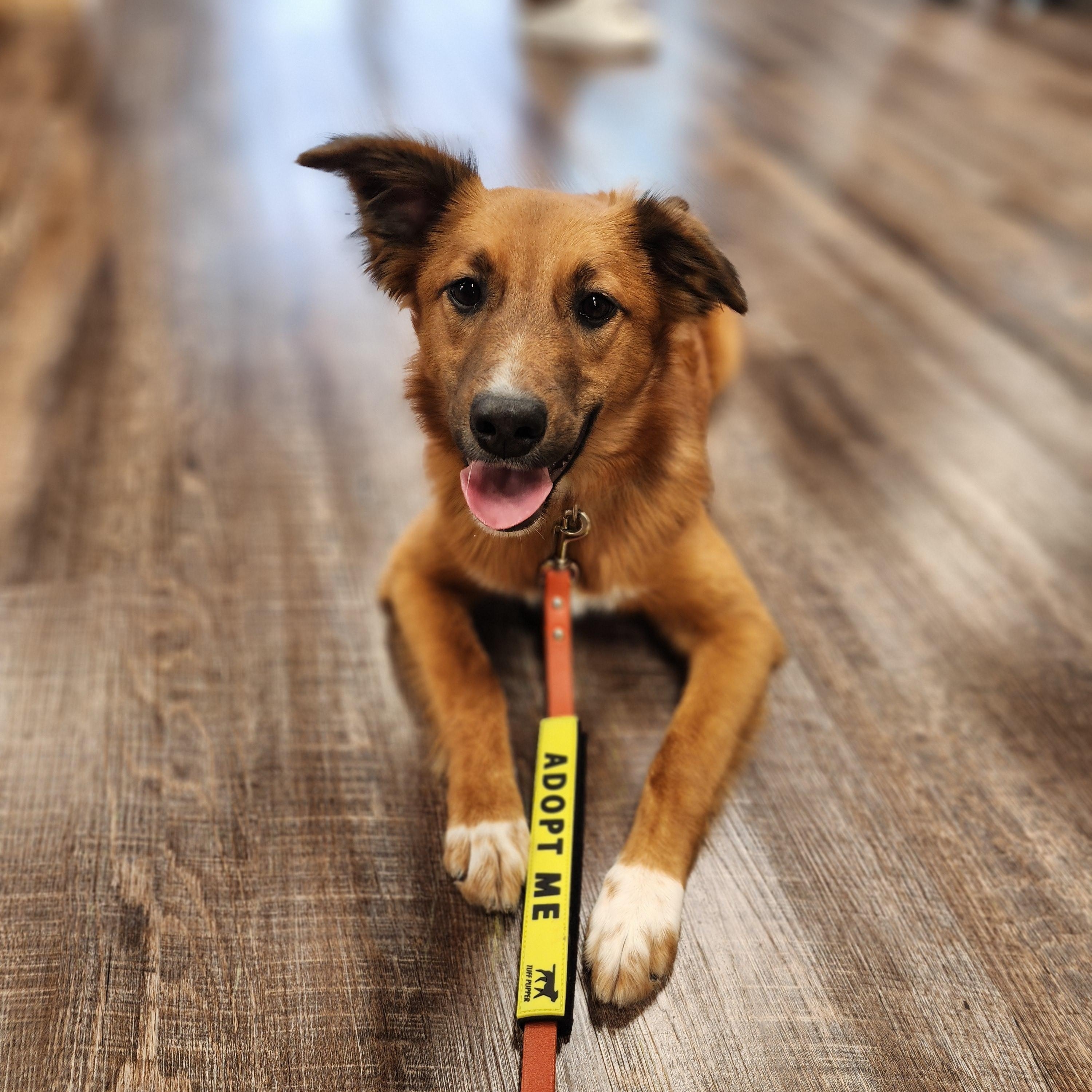 Fry, Adopted, Young Female German Shepherd Dog & Australian Cattle Dog / Blue Heeler.
