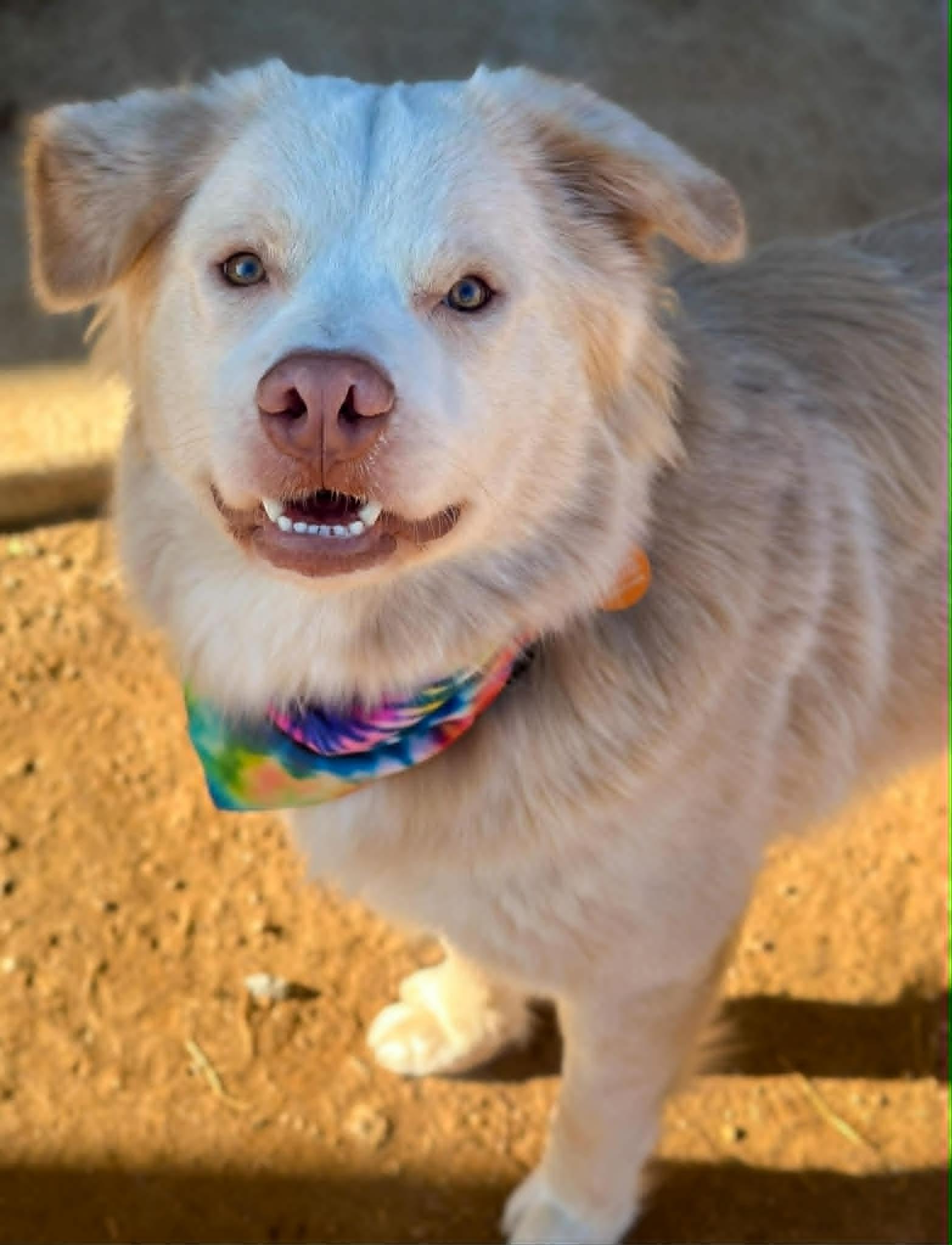 Enlarge Valentino, a ADOPTABLE mixed breed in Oklahoma City, OK image 1/2