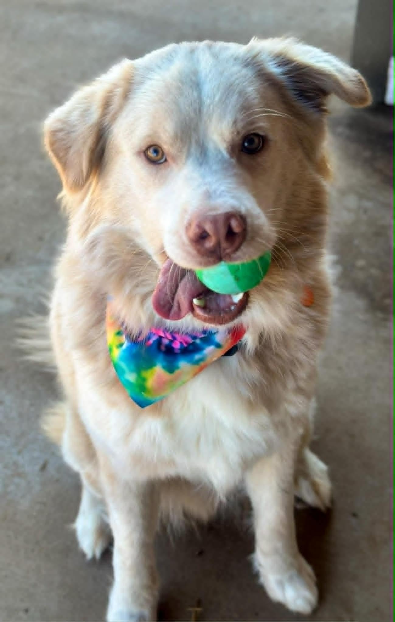 Enlarge Valentino, a ADOPTABLE mixed breed in Oklahoma City, OK image 2/2