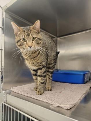 Skip, Adoptable, Adult Male Domestic Short Hair & Domestic Short Hair.