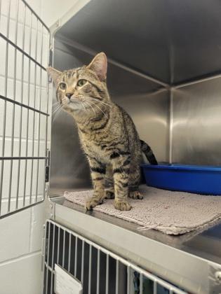 Skip, Adoptable, Adult Male Domestic Short Hair & Domestic Short Hair.