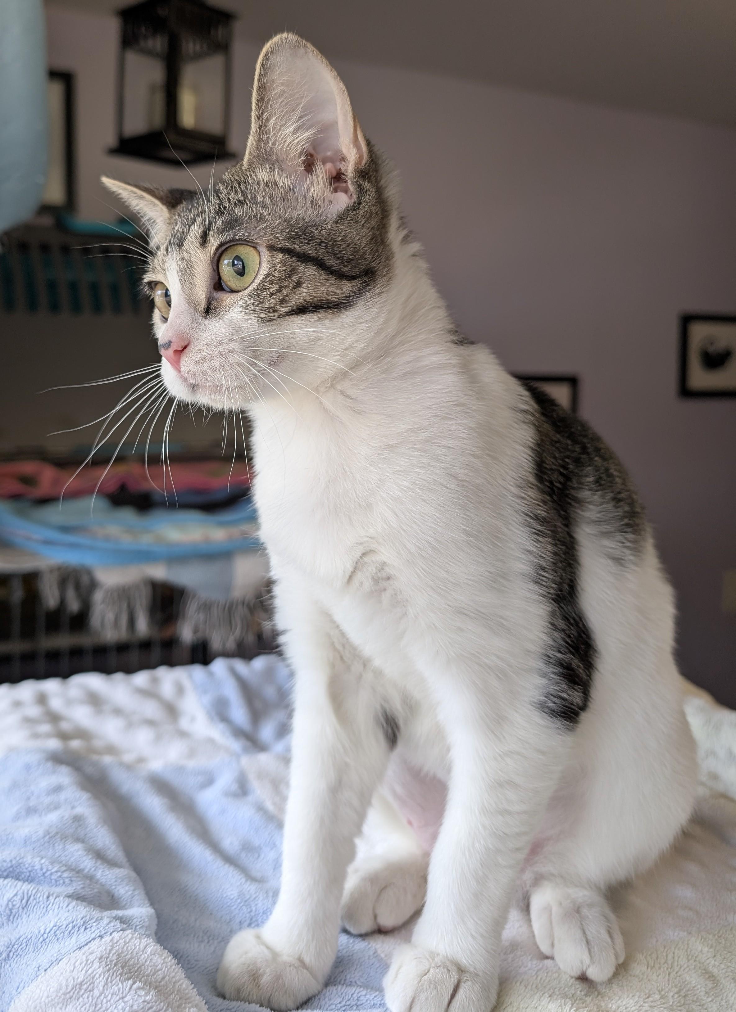 Lil Ded, a Adoptable Domestic Short Hair in Madison, WI image 2/5