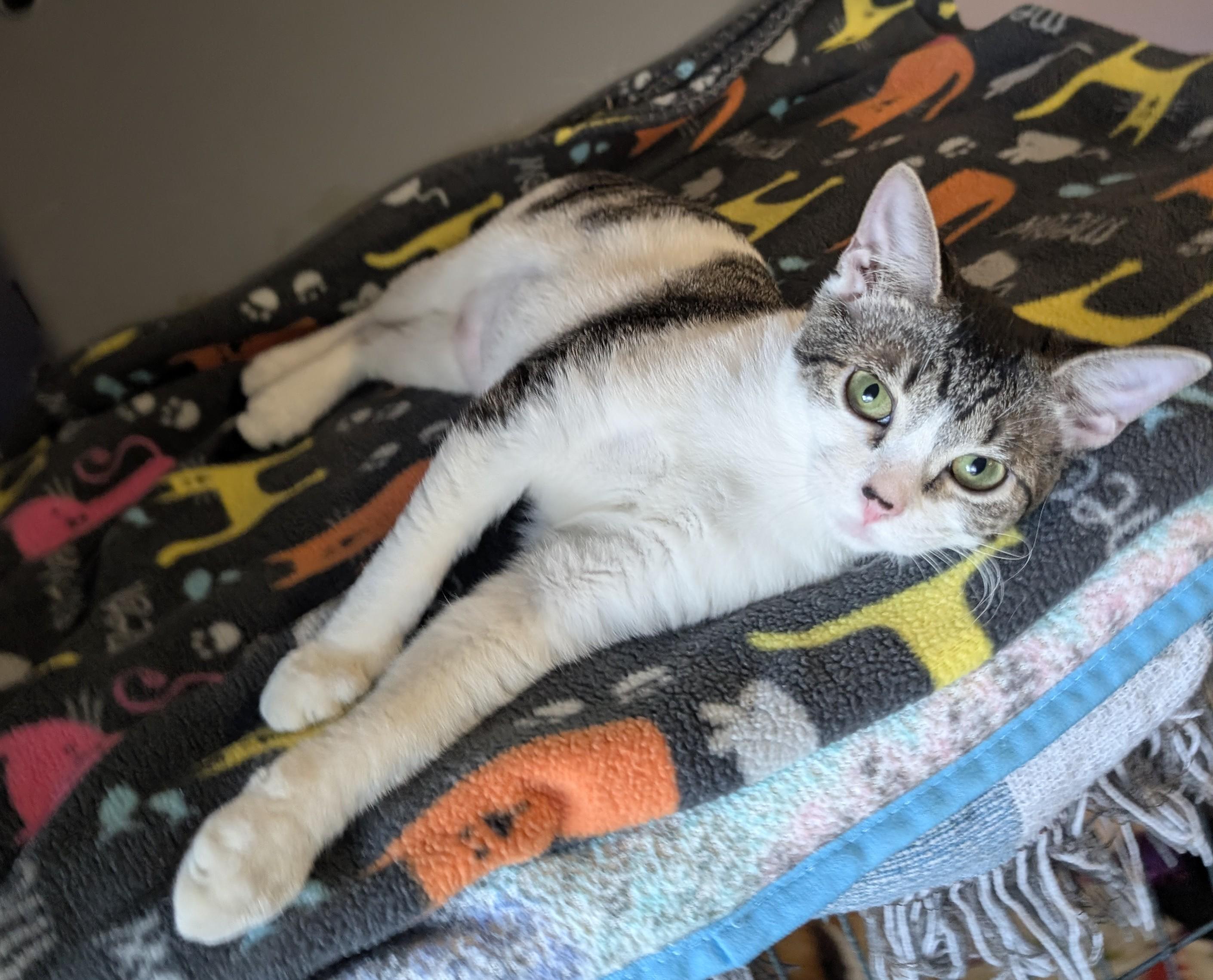 Lil Ded, a Adoptable Domestic Short Hair in Madison, WI image 3/5