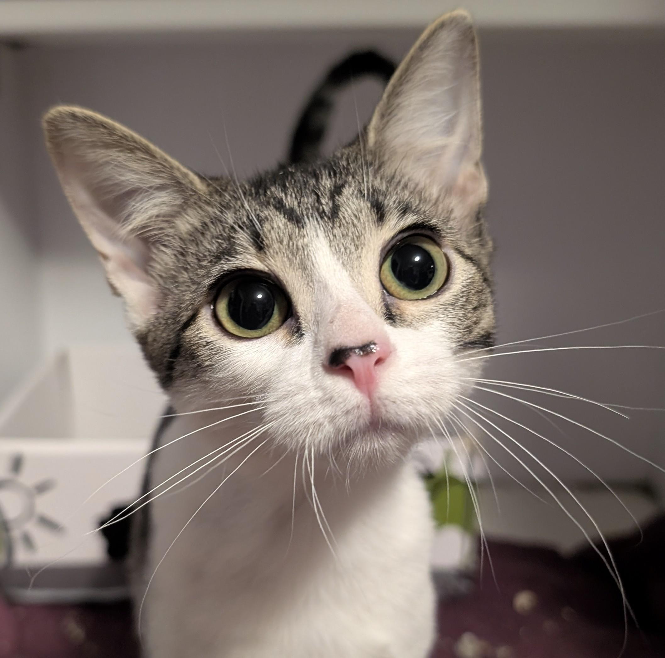 Lil Ded, a Adoptable Domestic Short Hair in Madison, WI image 1/5