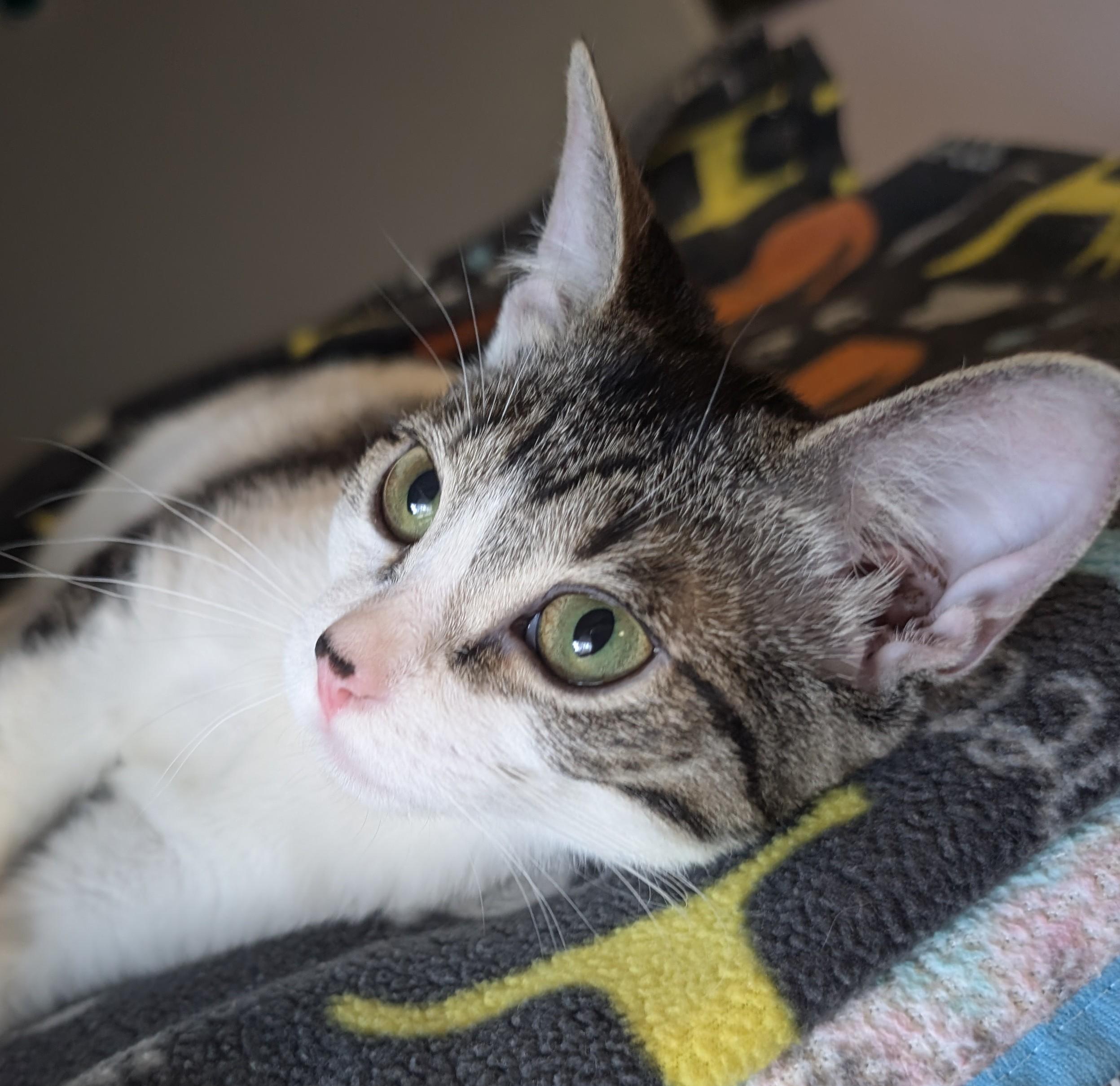 Lil Ded, a Adoptable Domestic Short Hair in Madison, WI image 4/5