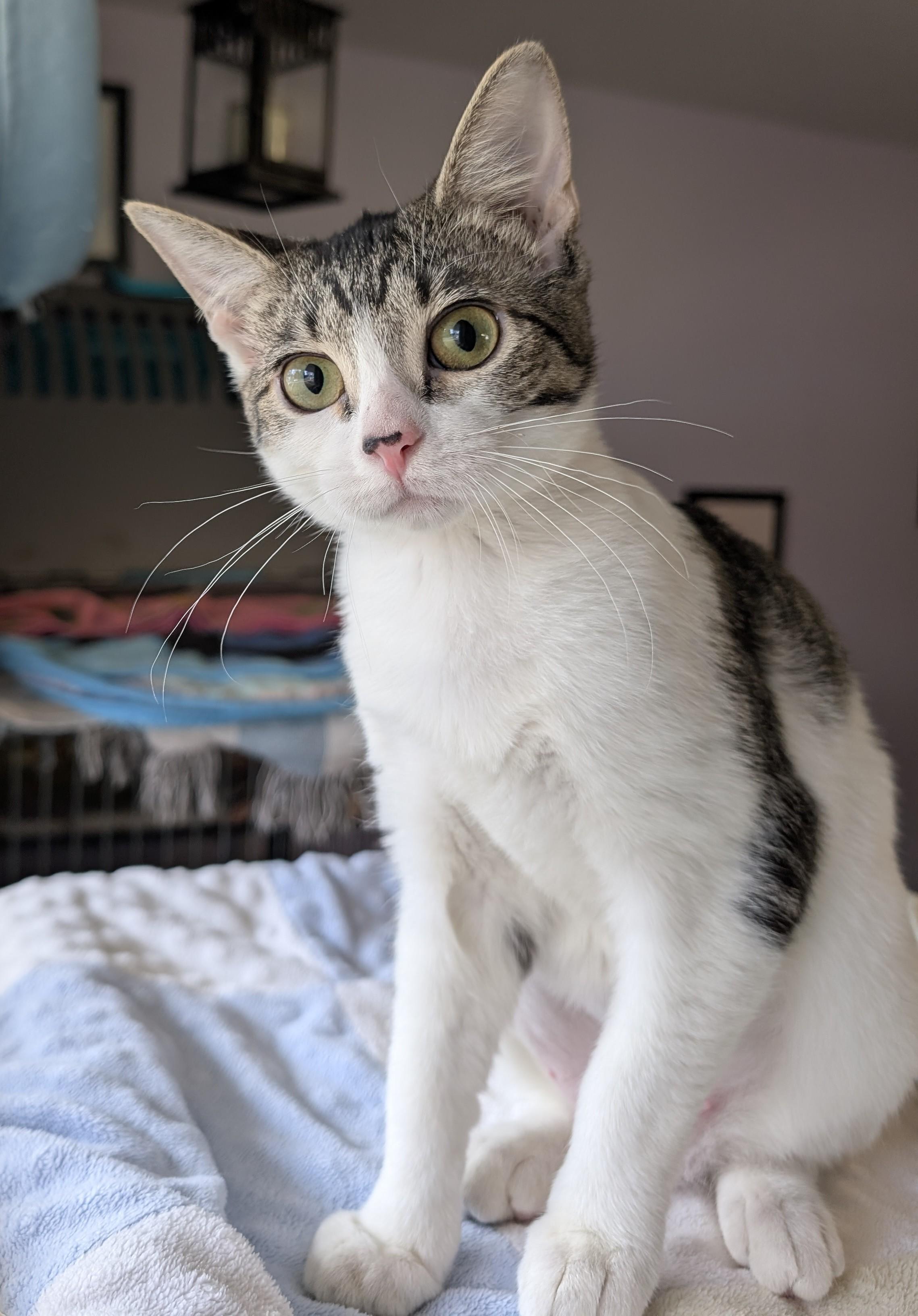 Lil Ded, a Adoptable Domestic Short Hair in Madison, WI image 5/5