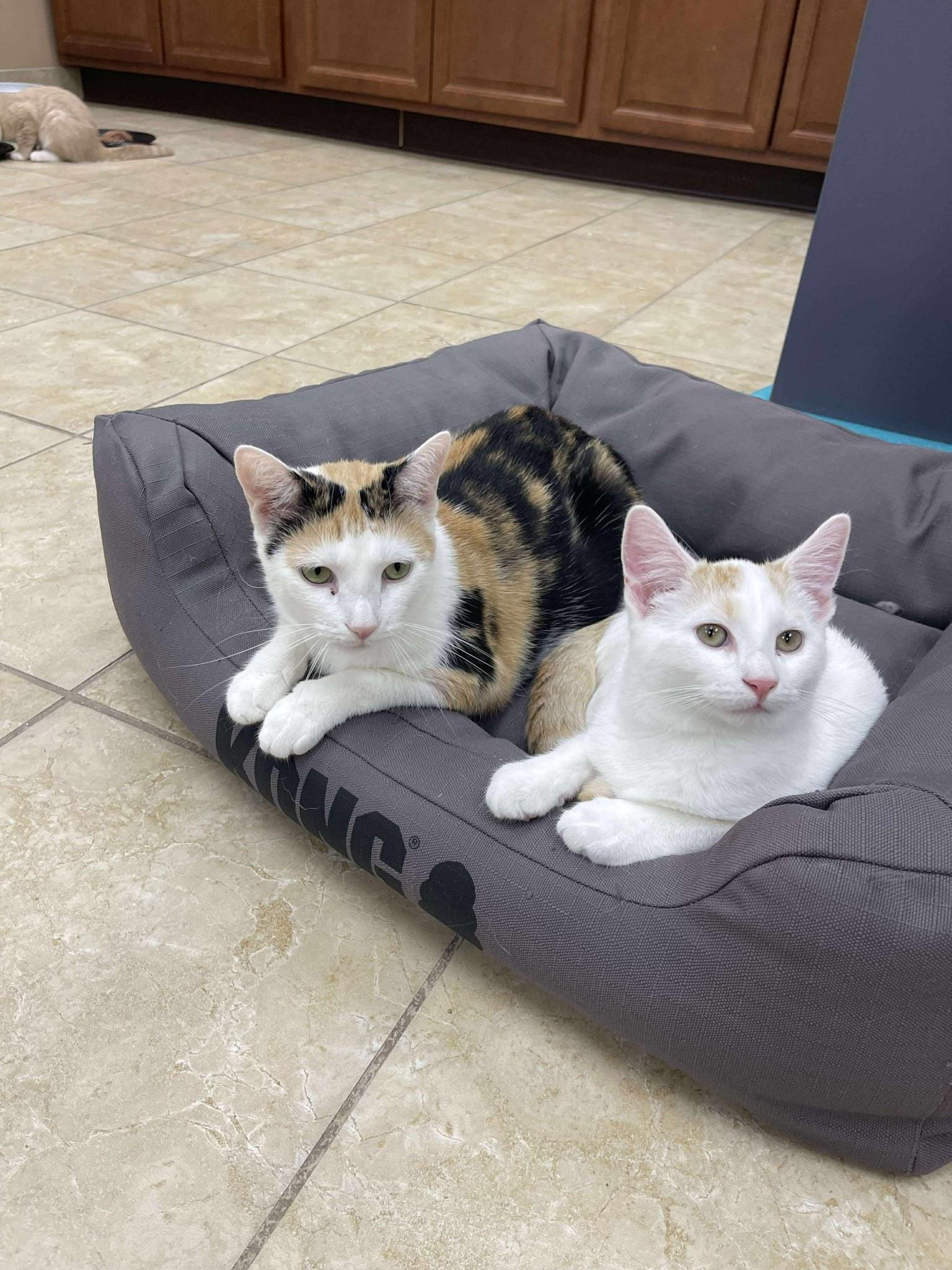 Molly And Fawn