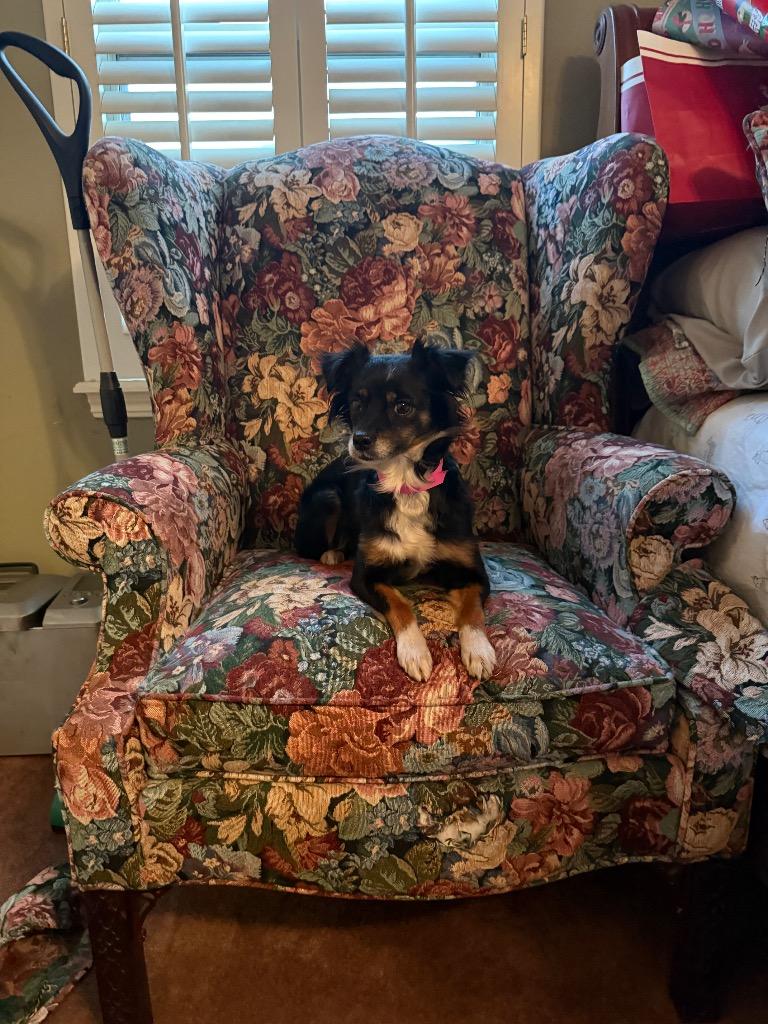 Freya Skye, Adopted, Young Female Chihuahua.