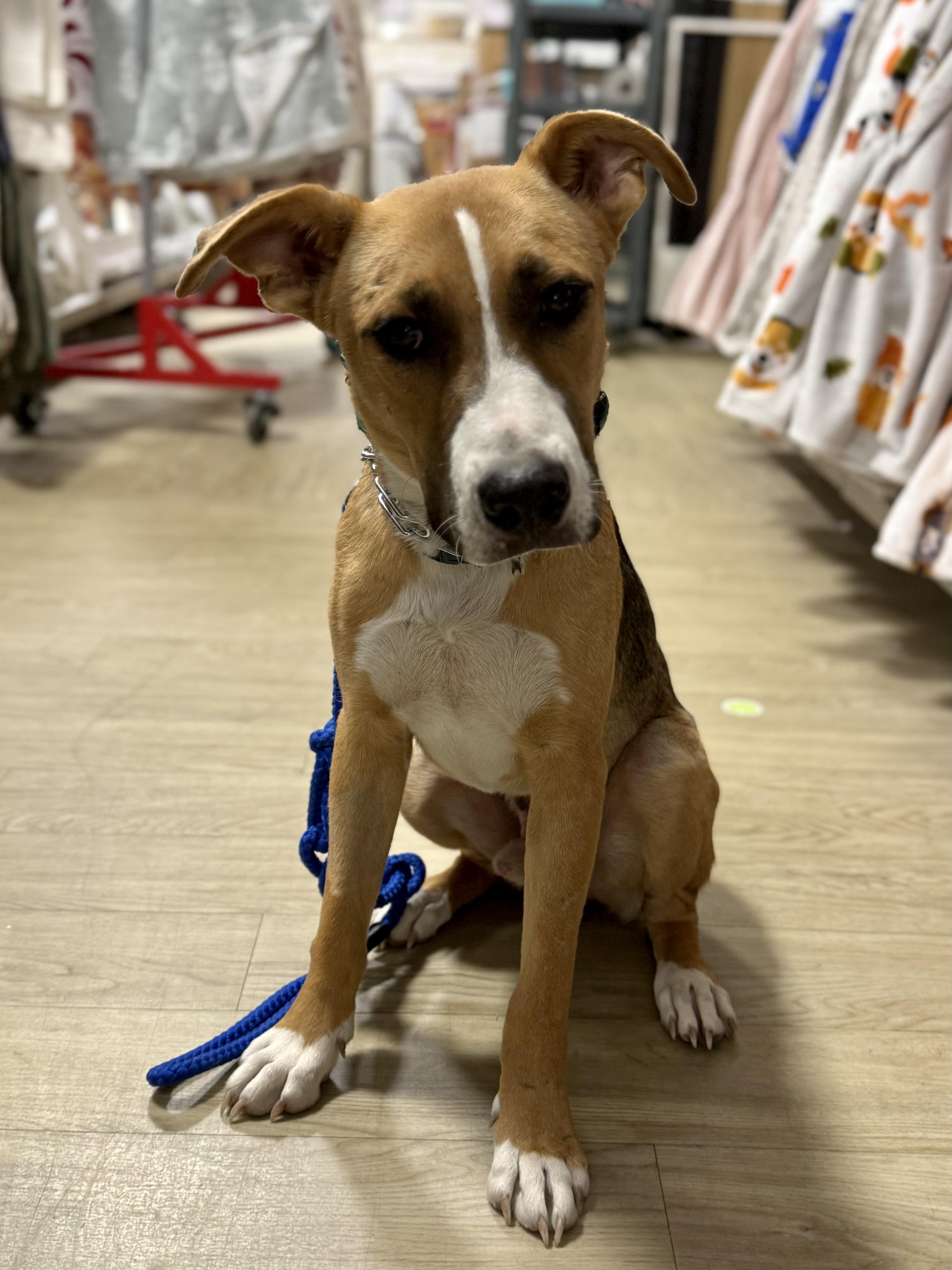 Enlarge Bjorn, a Adoptable mixed breed in Lexington, TX image 1/5