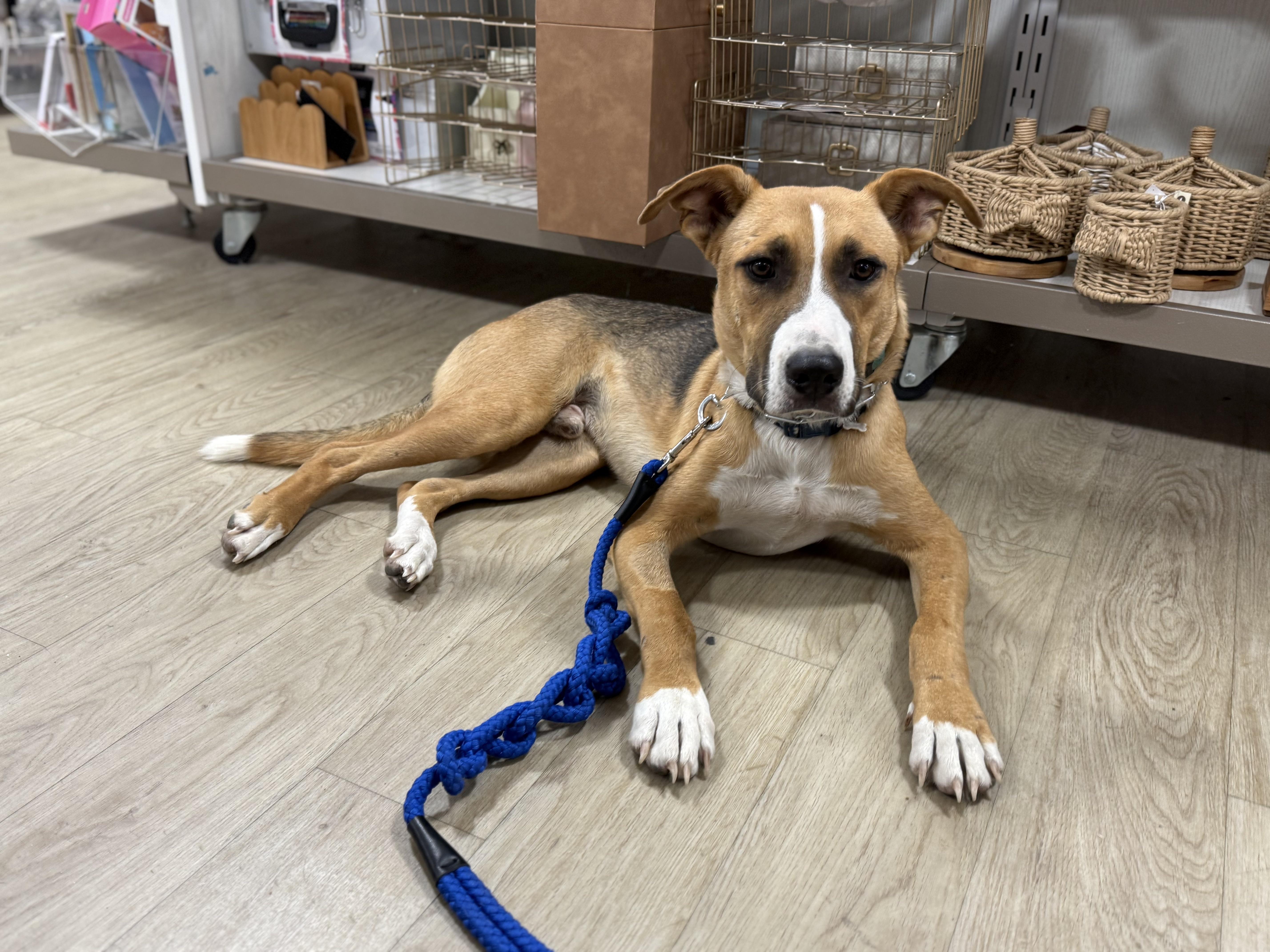 Enlarge Bjorn, a Adoptable mixed breed in Lexington, TX image 4/5