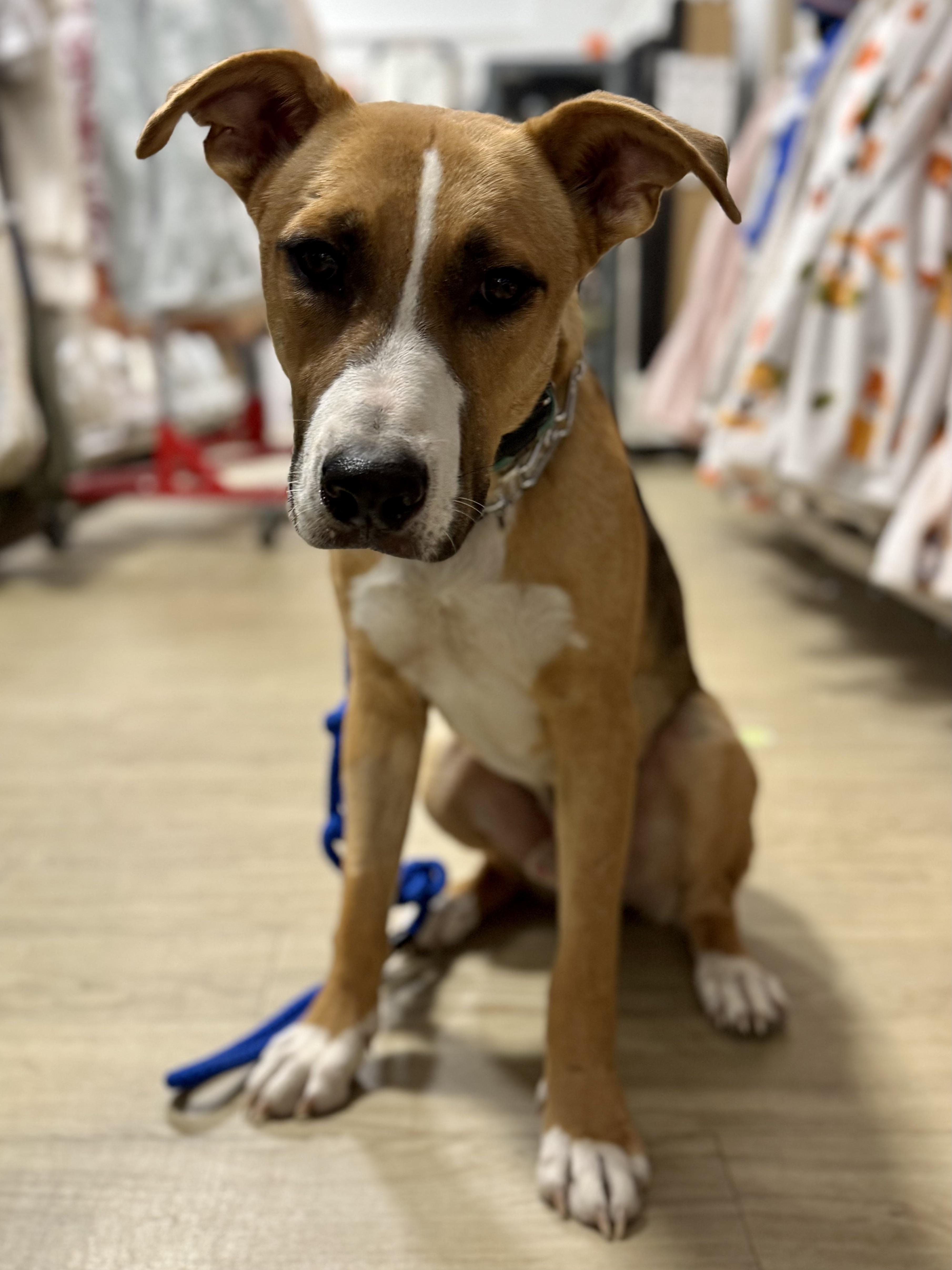 Enlarge Bjorn, a Adoptable mixed breed in Lexington, TX image 5/5