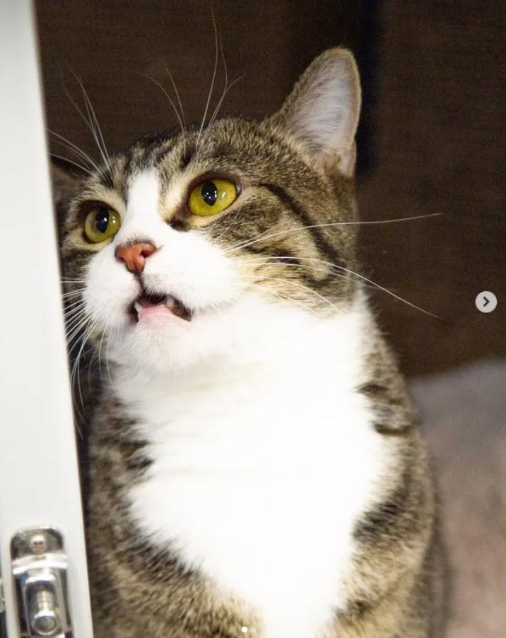 Enlarge Ichigo @ Petsmart, a ADOPTABLE mixed breed in Rapid City, SD image 2/4