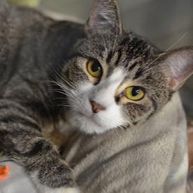 Ichigo, ADOPTABLE, Adult Female Domestic Short Hair.