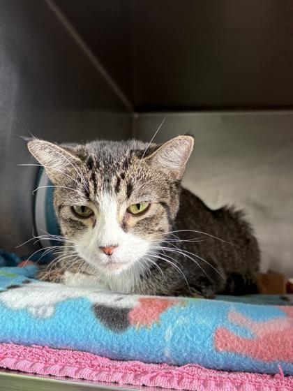 Enlarge Ichigo @ Petsmart, a ADOPTABLE mixed breed in Rapid City, SD image 3/4
