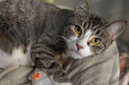 Enlarge Ichigo @ Petsmart, a ADOPTABLE mixed breed in Rapid City, SD image 4/4