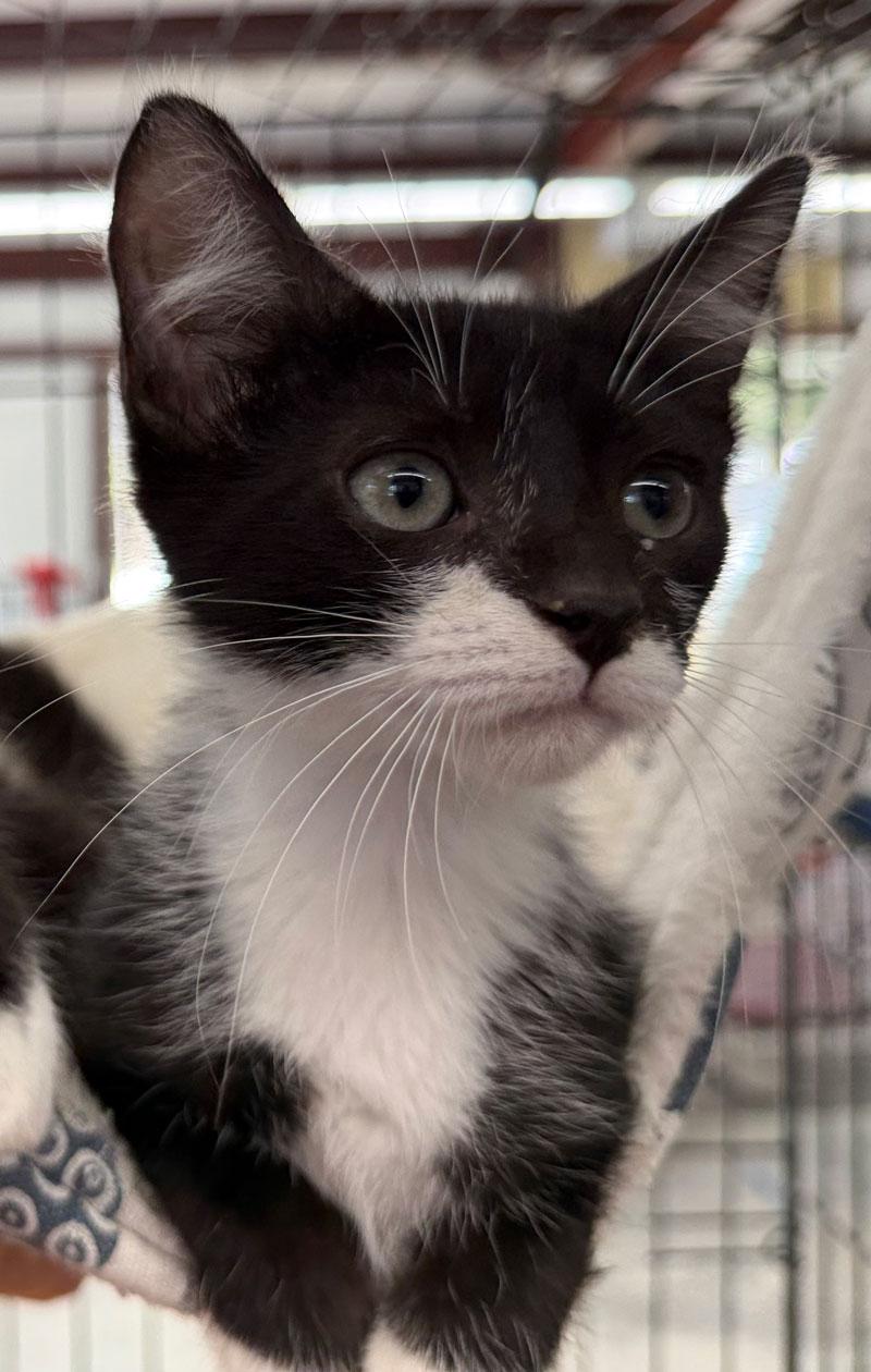 Enlarge Domino, a Adopted Tuxedo in Horseshoe Bend, AR image 2/3