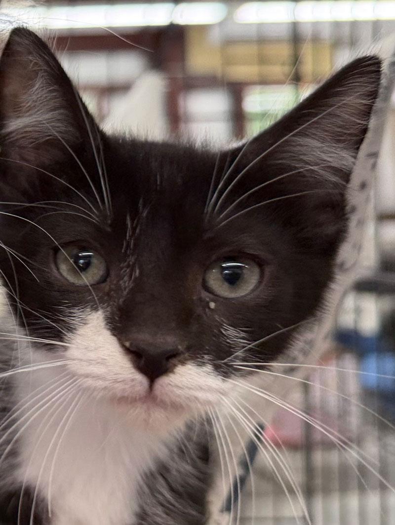 Enlarge Domino, a Adopted Tuxedo in Horseshoe Bend, AR image 1/3