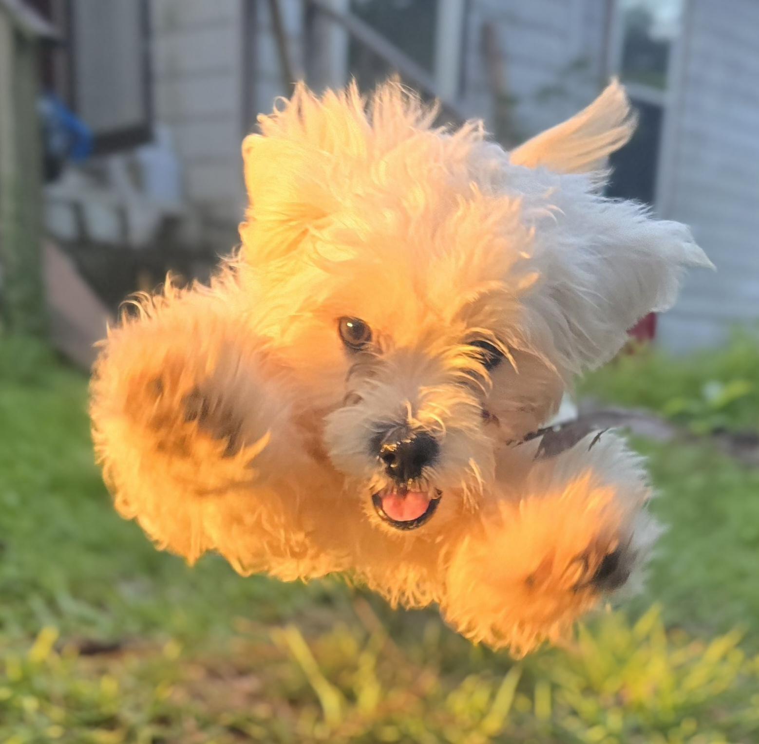 Enlarge Porkchop, a Adopted mixed breed in Milledgeville, GA image 2/5
