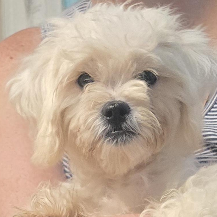 Porkchop, Adopted, Puppy Male Shih poo.