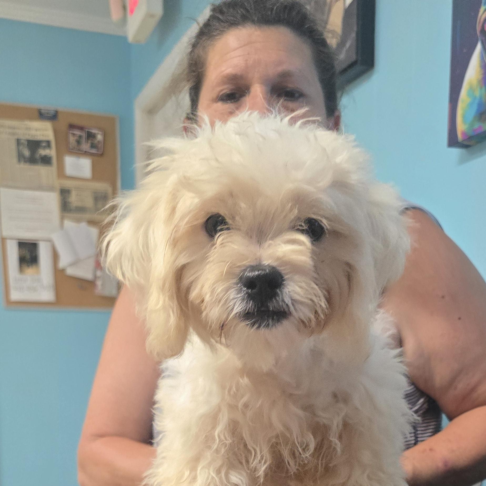 Enlarge Porkchop, a Adopted mixed breed in Milledgeville, GA image 4/5