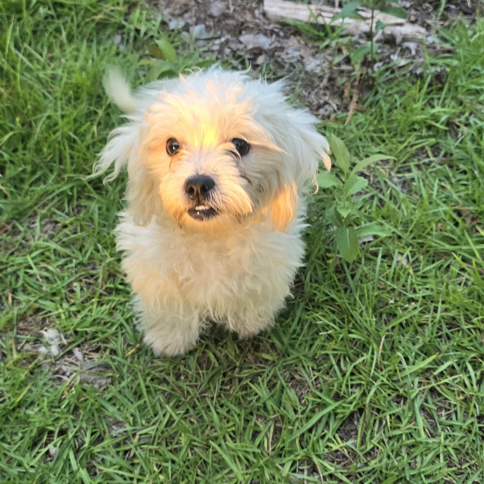 Enlarge Porkchop, a Adopted mixed breed in Milledgeville, GA image 3/5