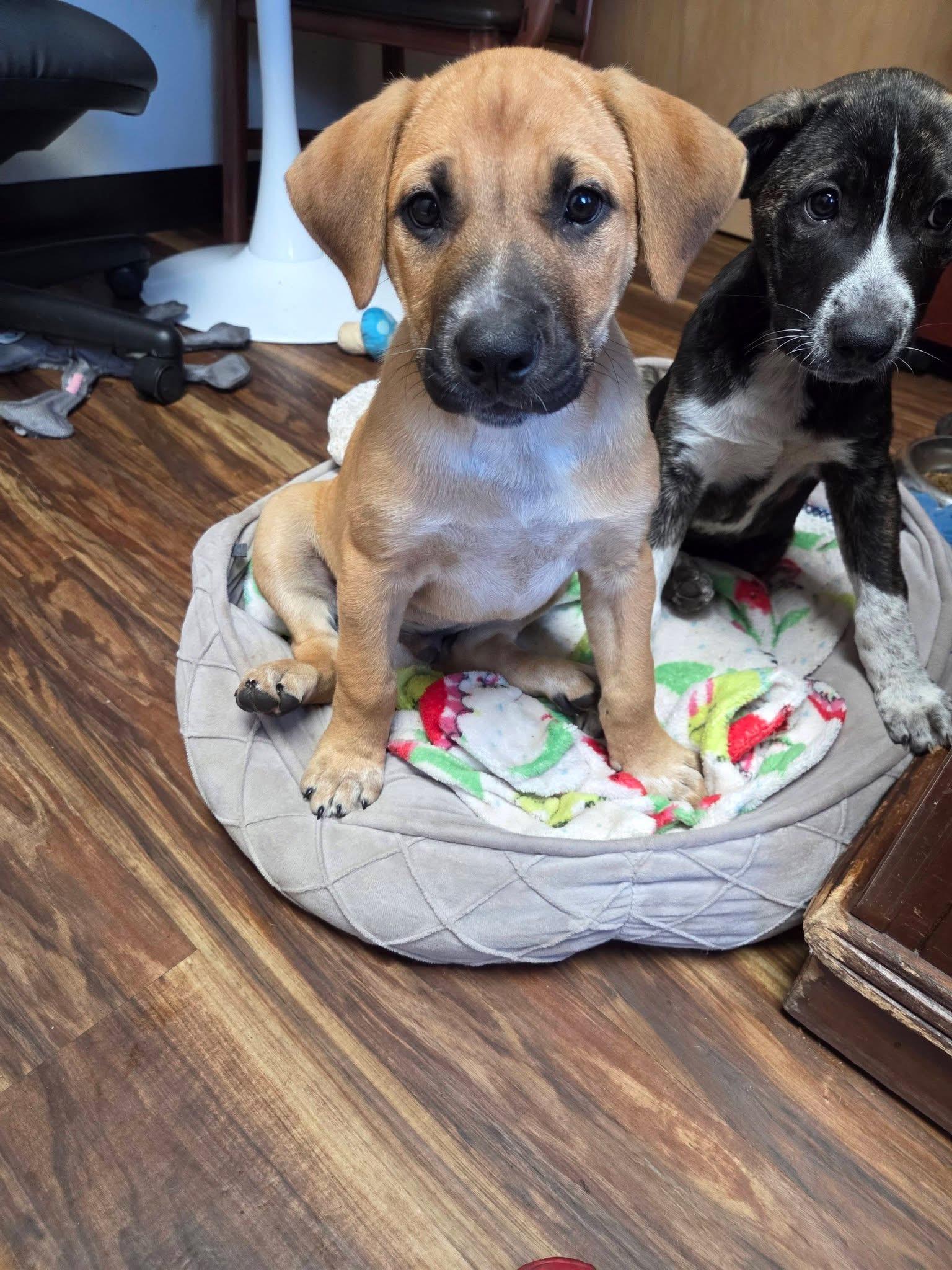 Enlarge Castellon, a Adopted mixed breed in Lacey, WA image 4/6