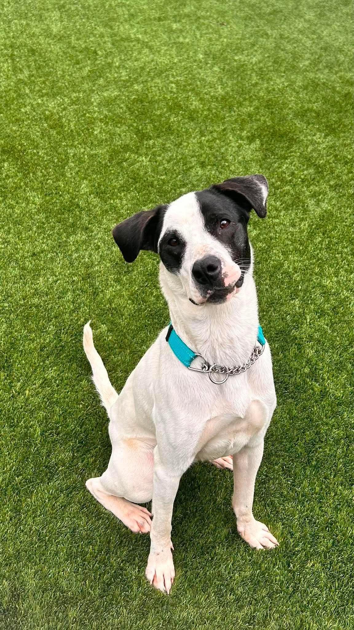 Enlarge Alice, a Adoptable mixed breed in Delson, QC image 1/1