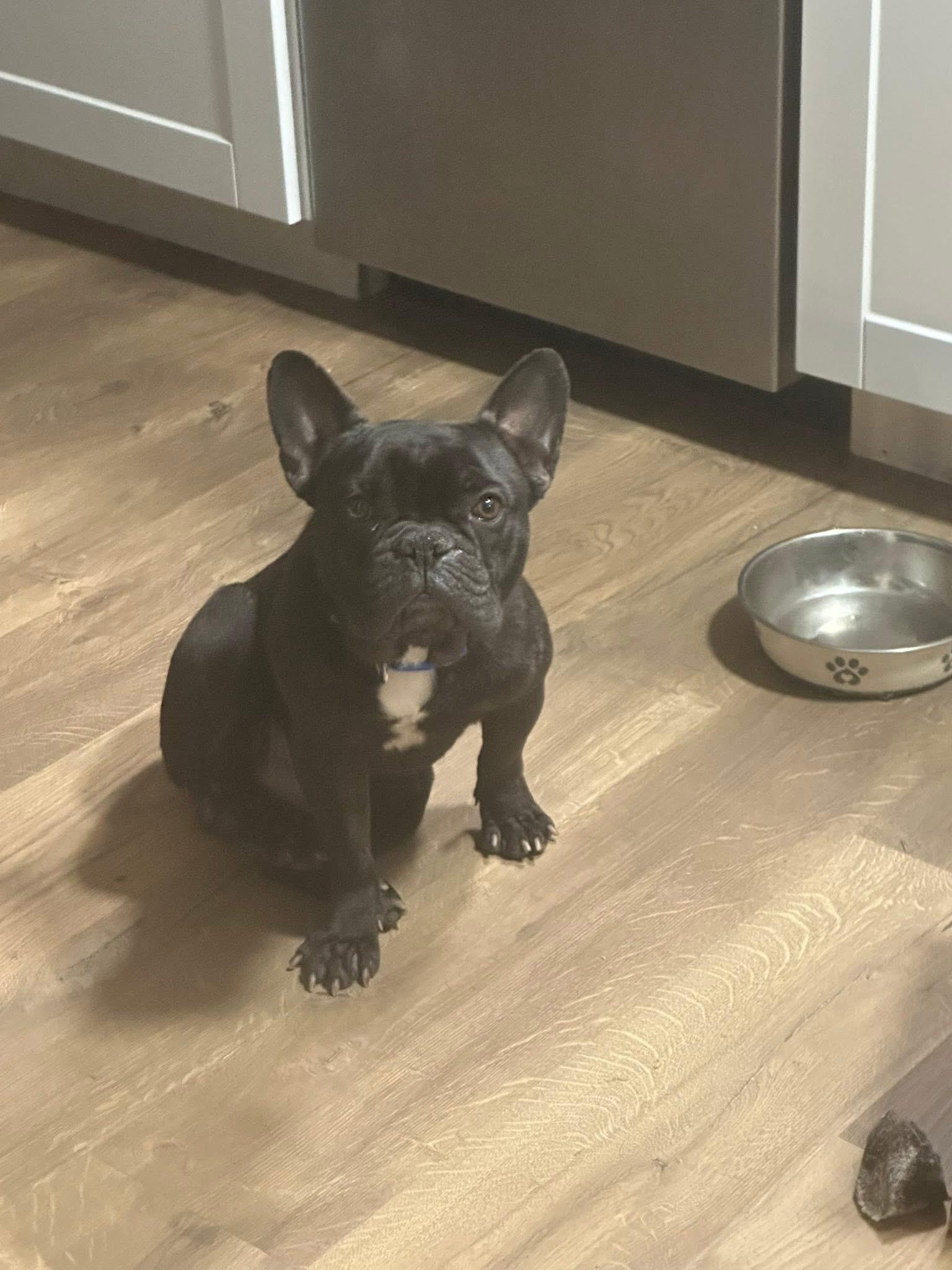 Enlarge Charlie, an adopted French Bulldog in modesto, CA image 3/3