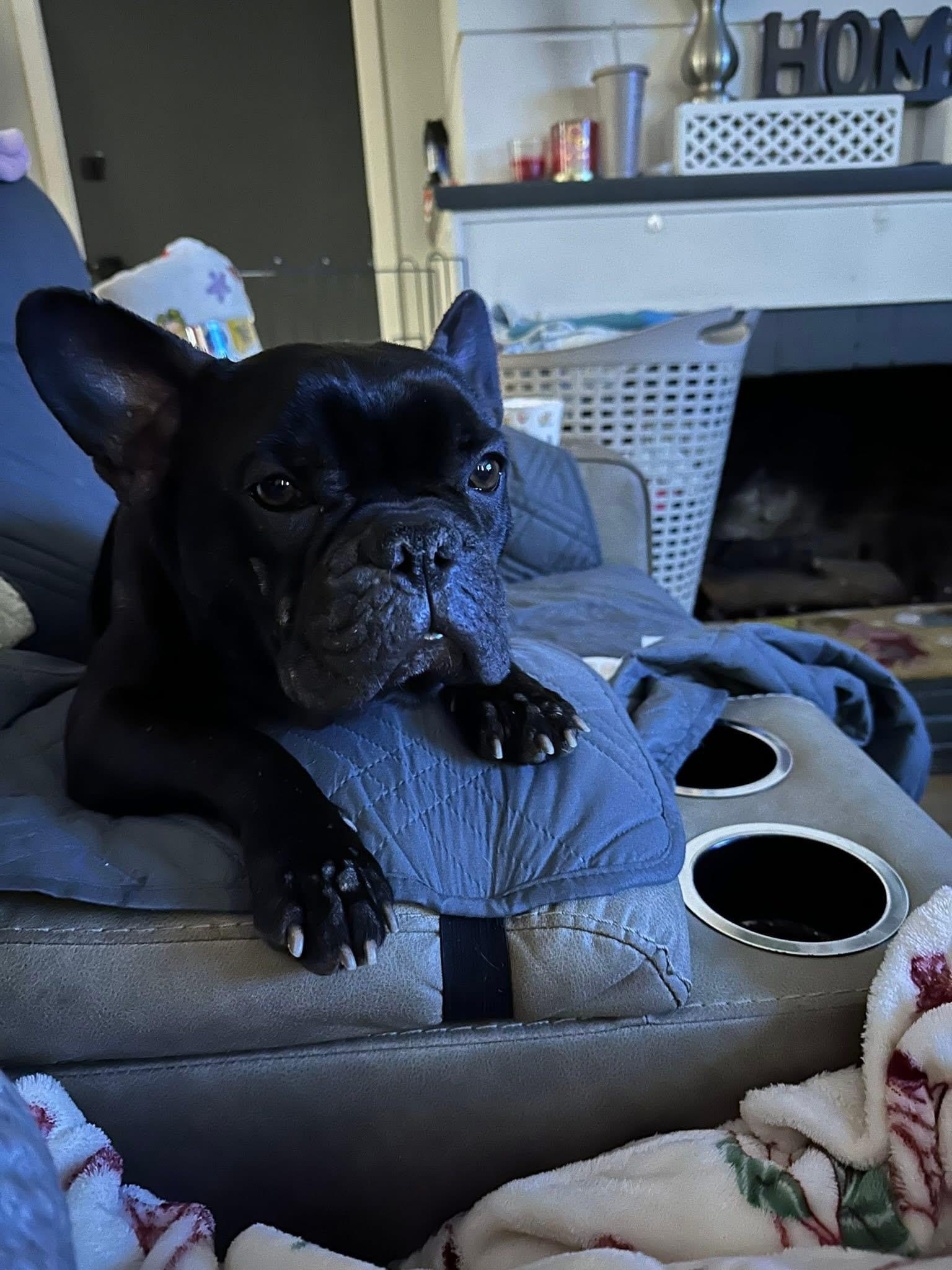 Enlarge Charlie, an adopted French Bulldog in modesto, CA image 1/3