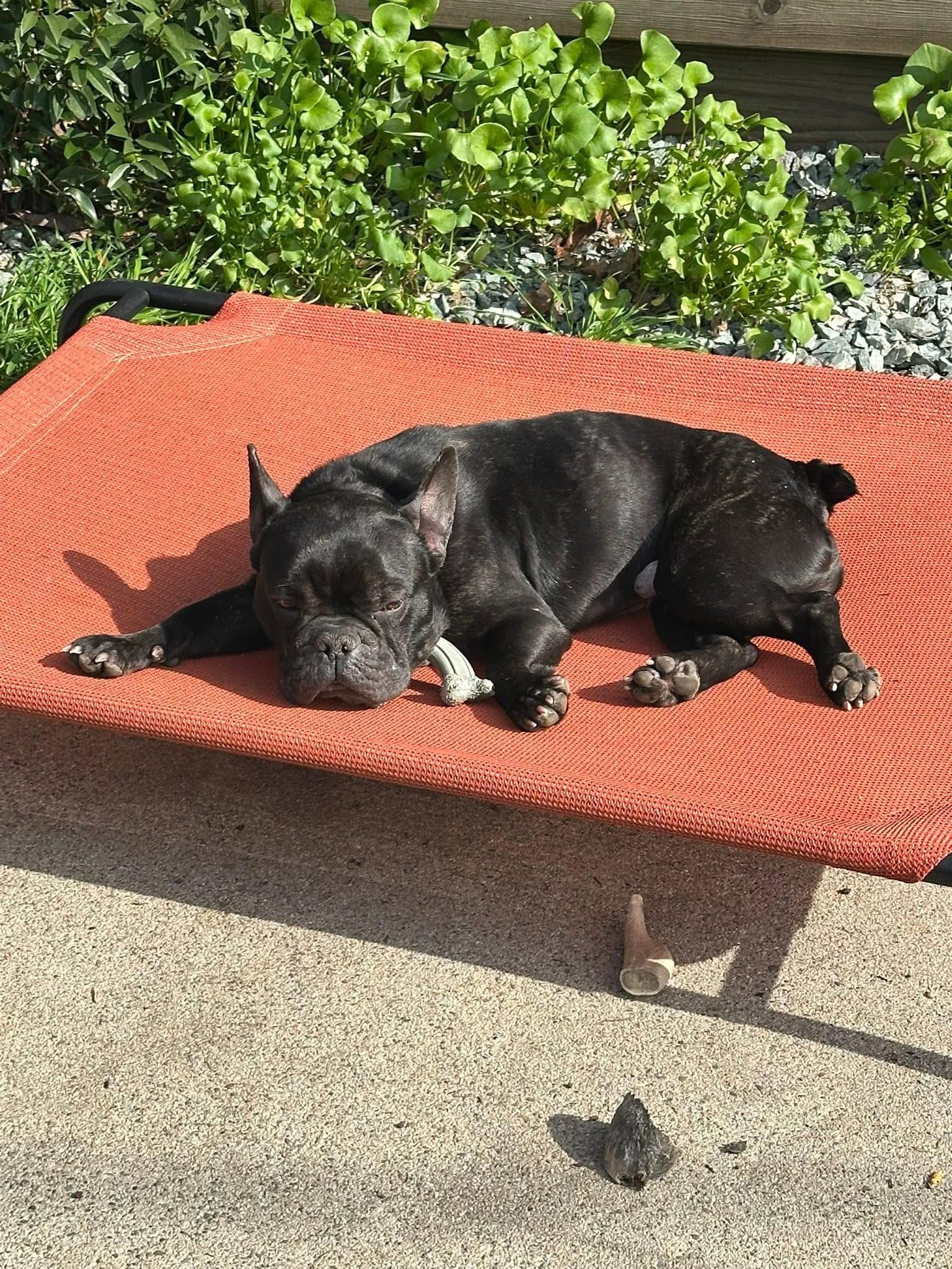 Enlarge Charlie, an adopted French Bulldog in modesto, CA image 2/3