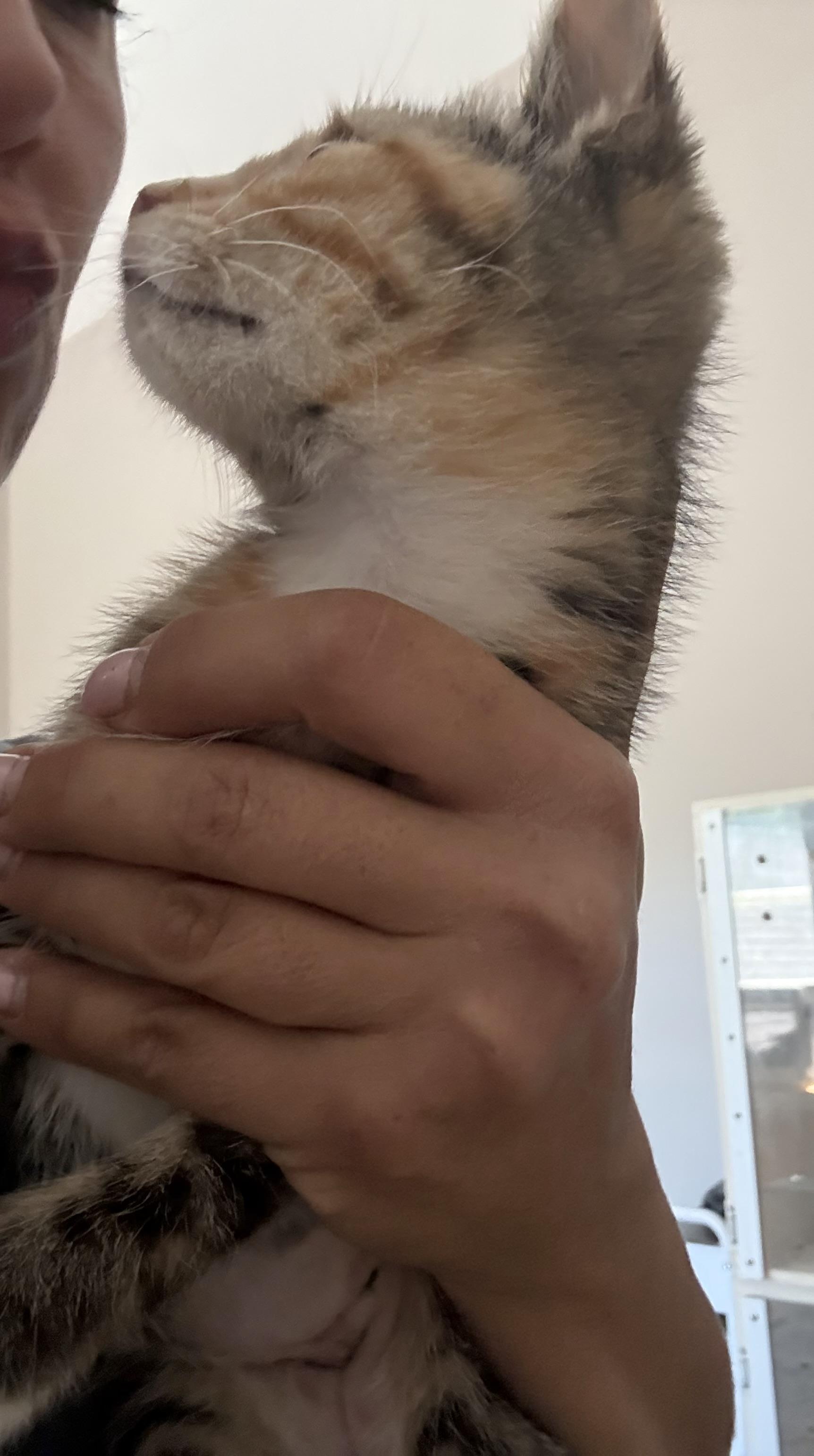 Enlarge Olivia, an adopted Calico in Old Bridge, NJ image 2/3