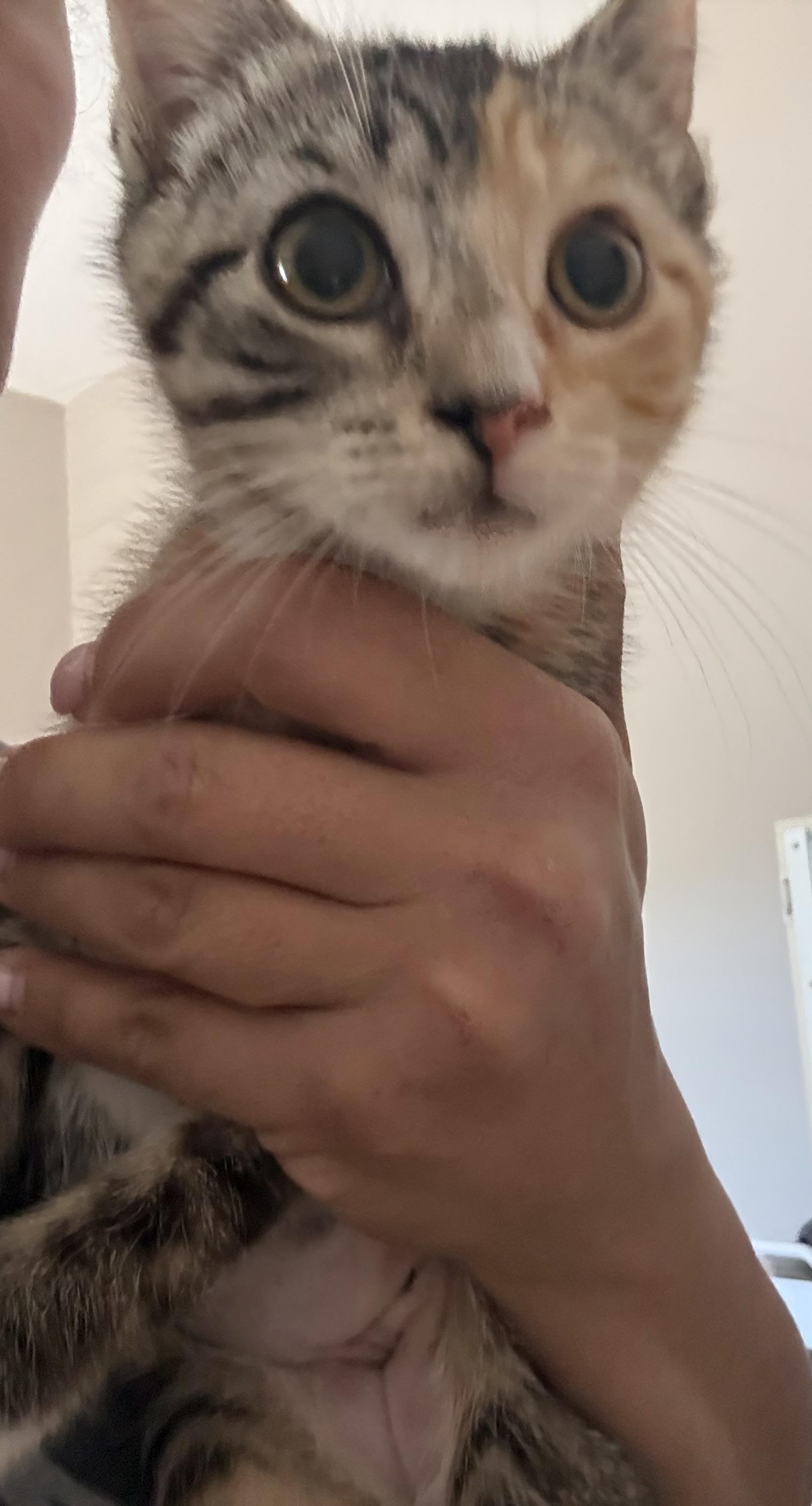 Enlarge Olivia, an adopted Calico in Old Bridge, NJ image 3/3