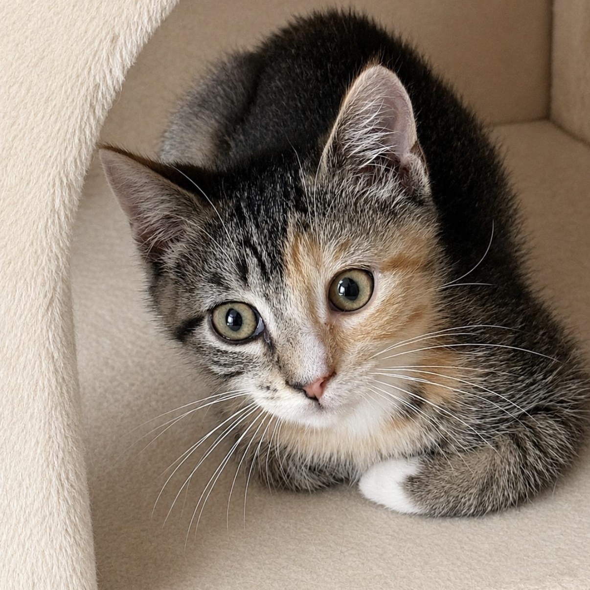 Olivia, adopted, Kitten Female Calico.