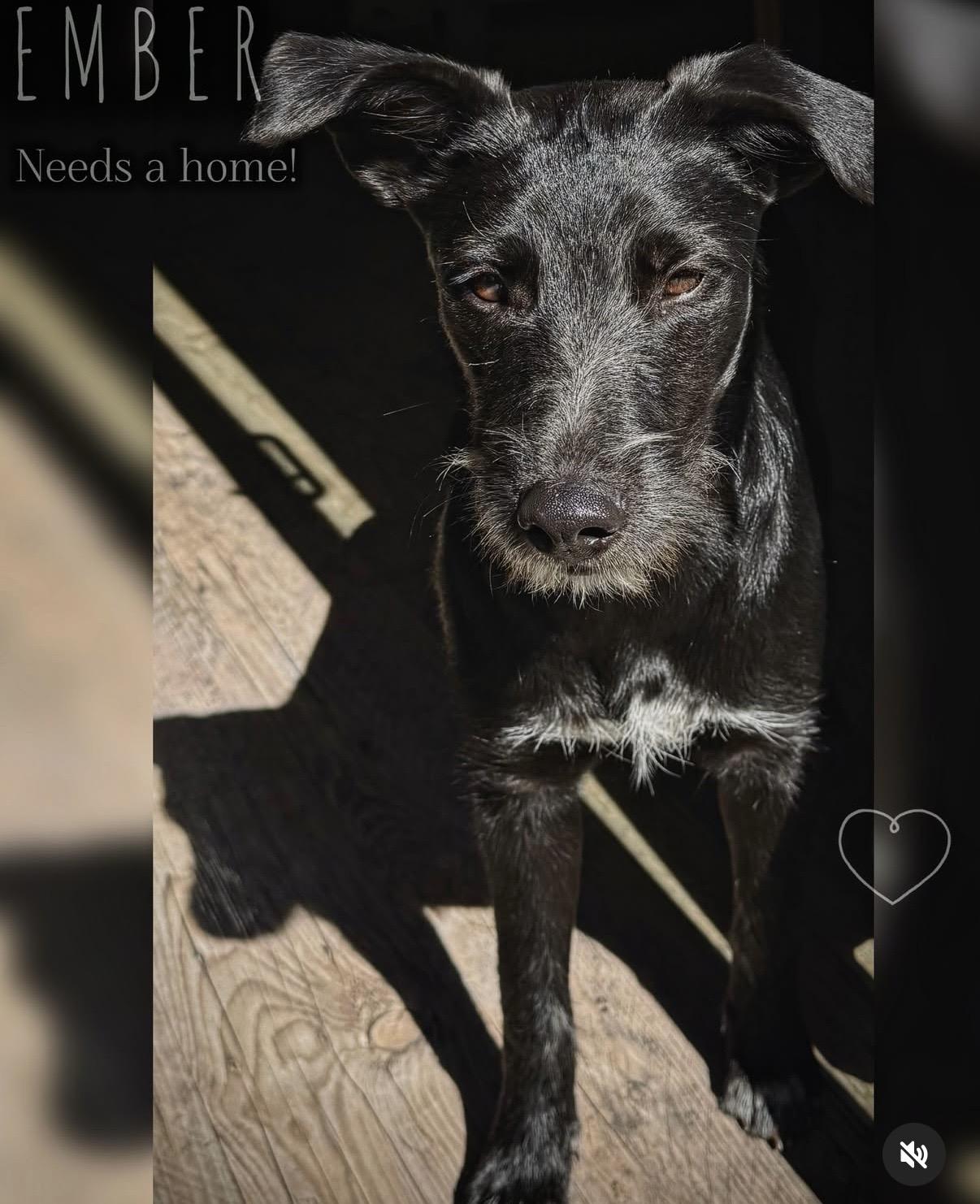 Ember, Adoptable, Young Female Terrier & Shepherd.