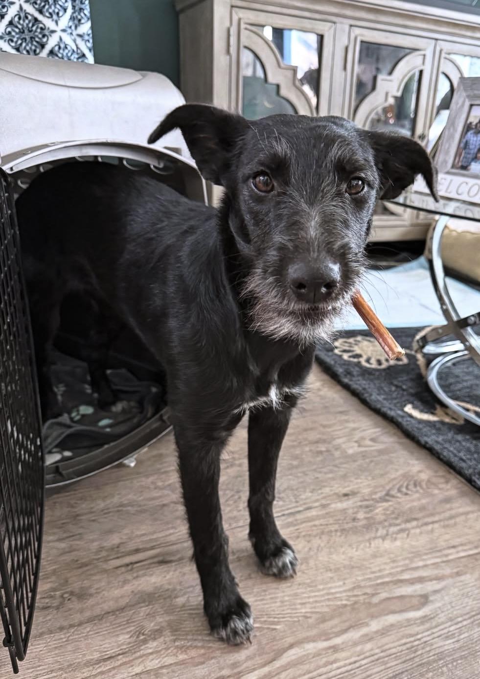 Enlarge Ember, a Adoptable mixed breed in Beaverton , OR image 2/4