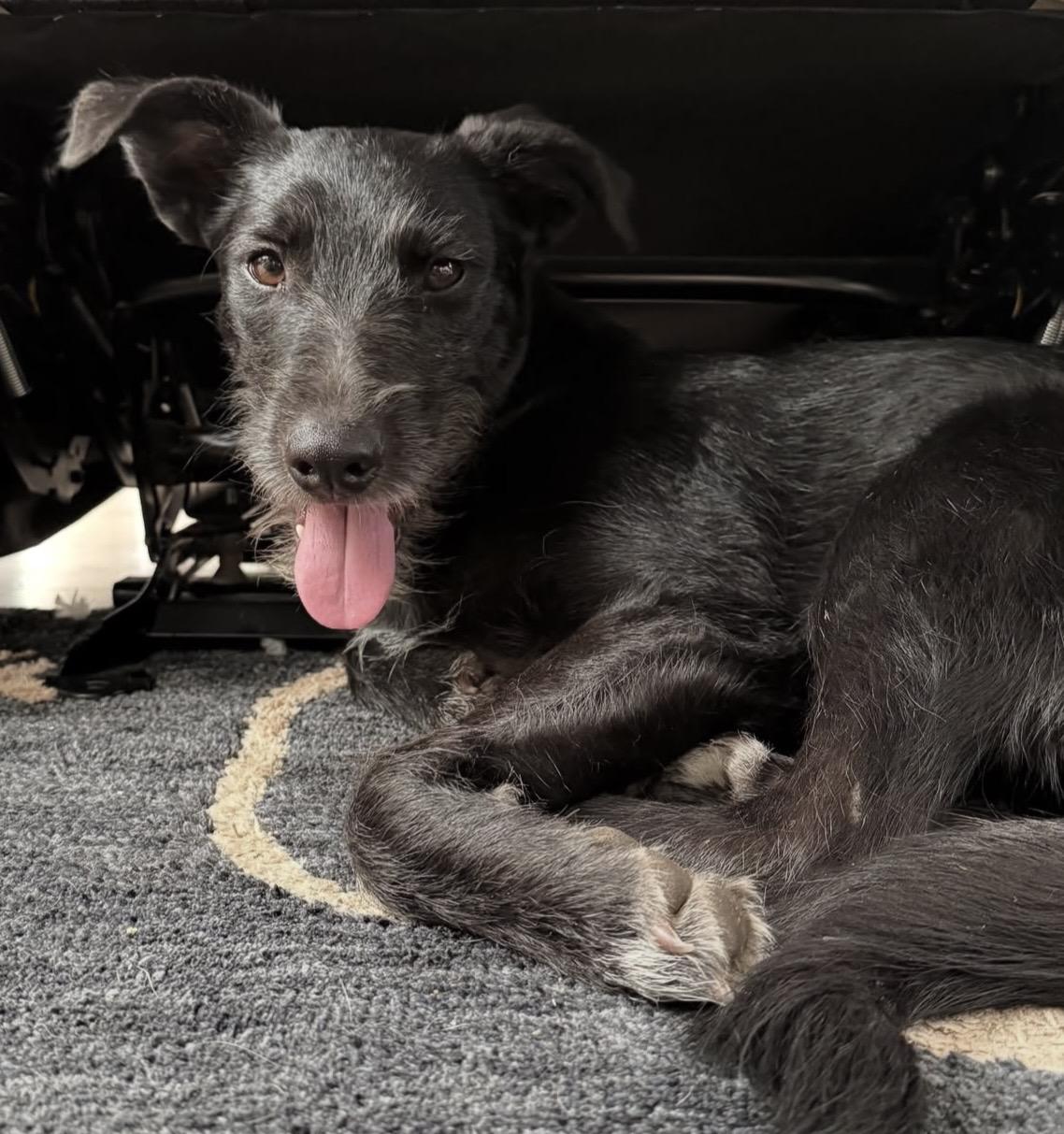 Enlarge Ember, a Adoptable mixed breed in Beaverton , OR image 3/4