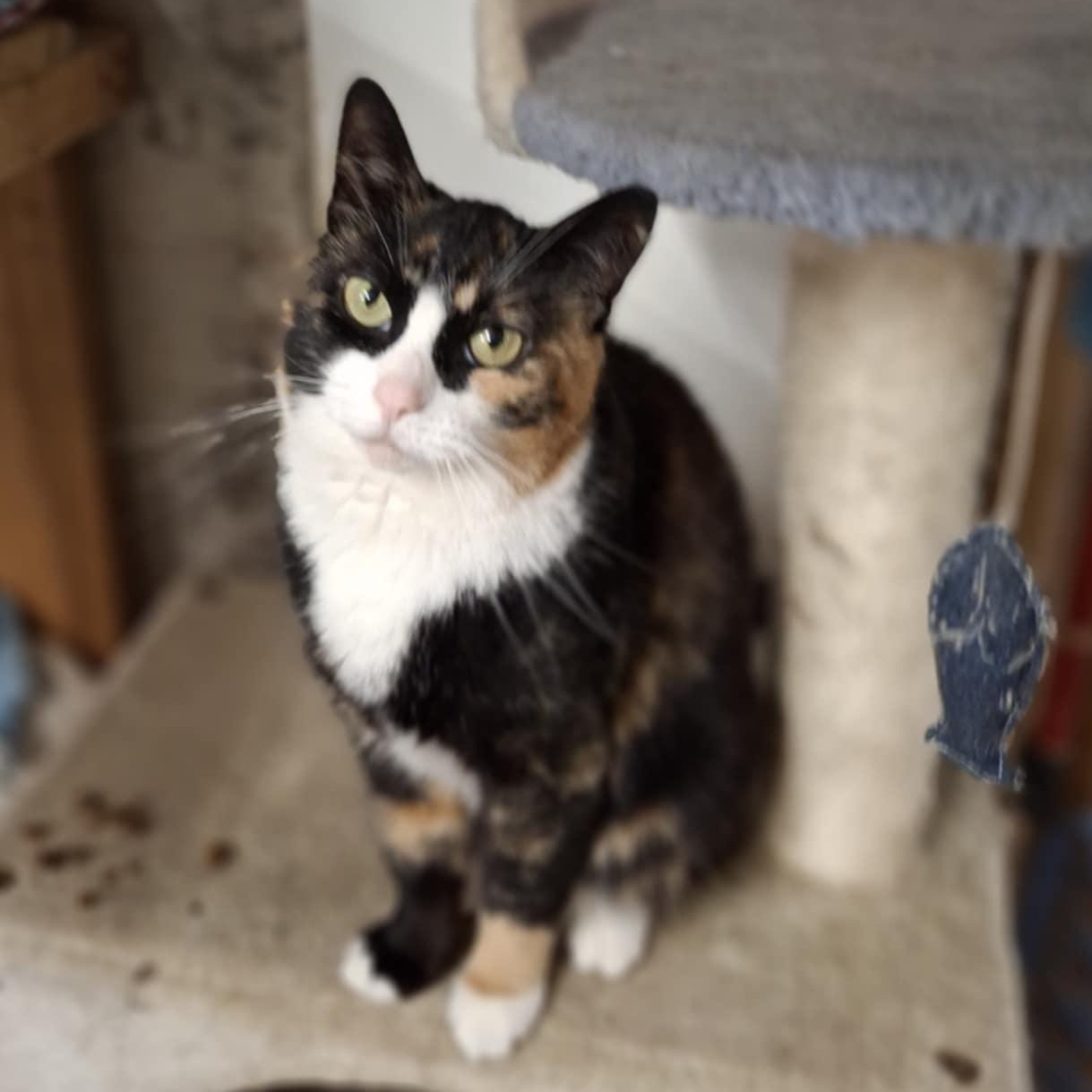 Mimi, Adult Female unknown