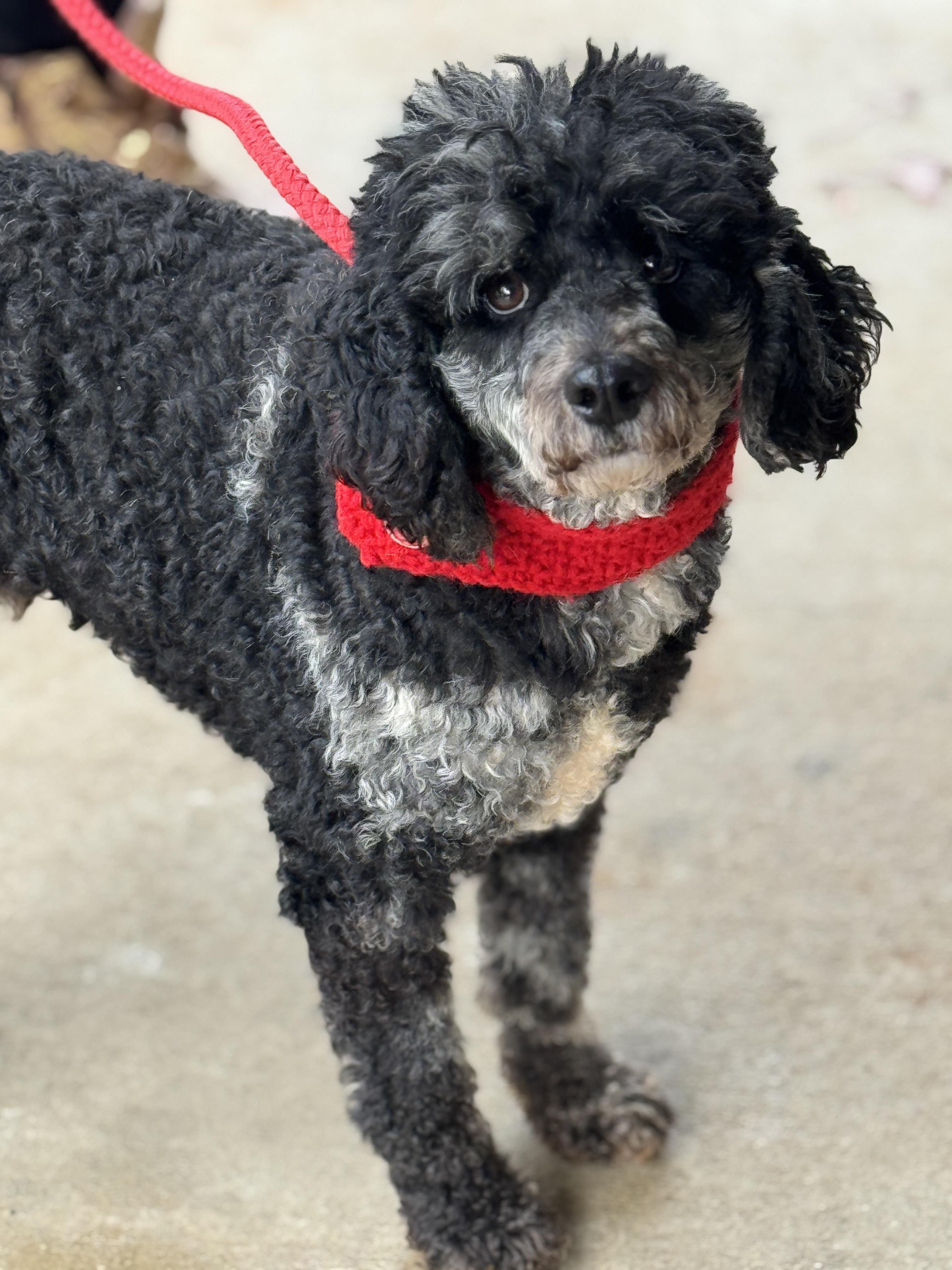 Monty, a ADOPTABLE Miniature Poodle in Richmond, VA image 1/6