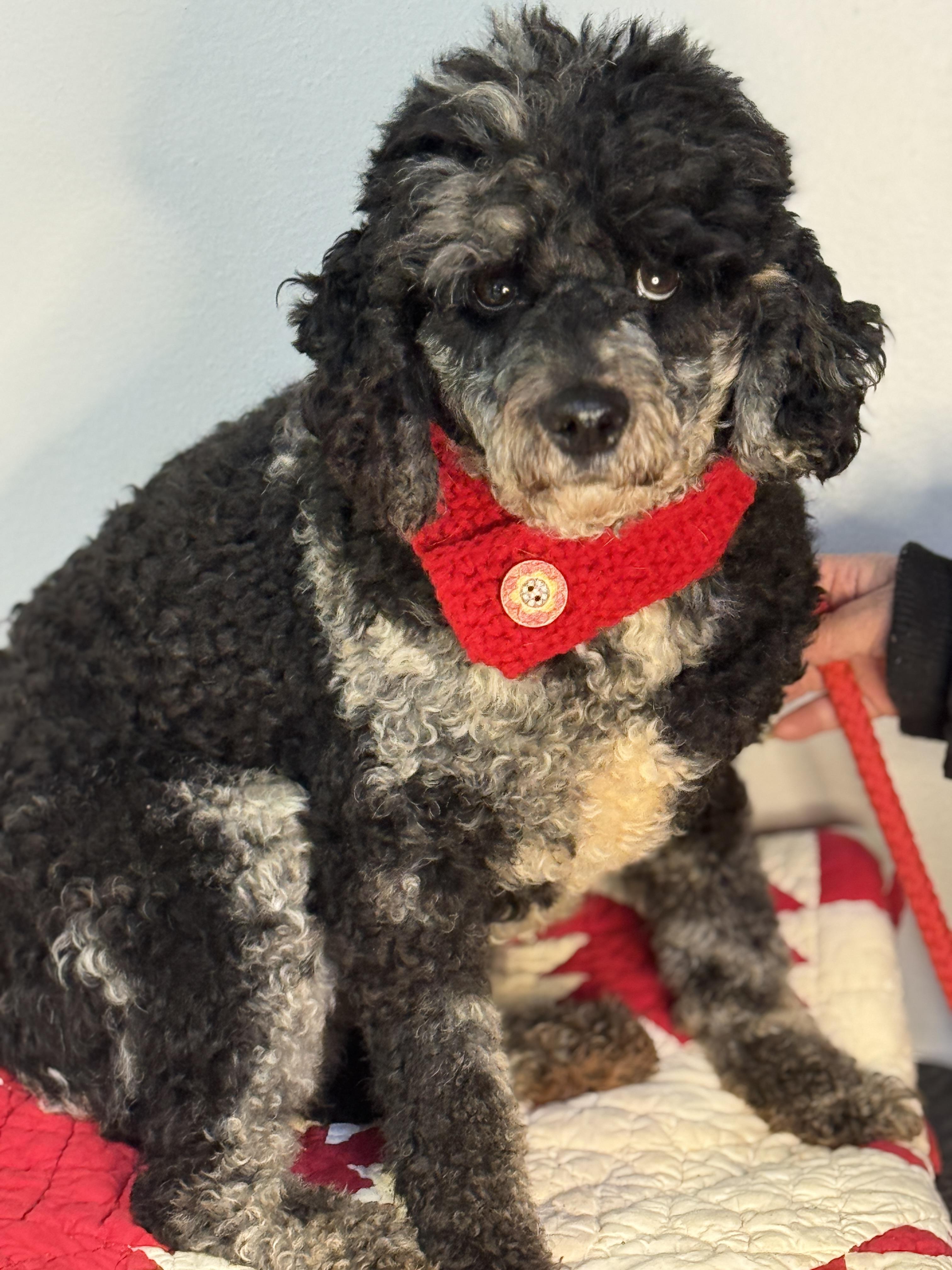 Monty, a ADOPTABLE Miniature Poodle in Richmond, VA image 6/6