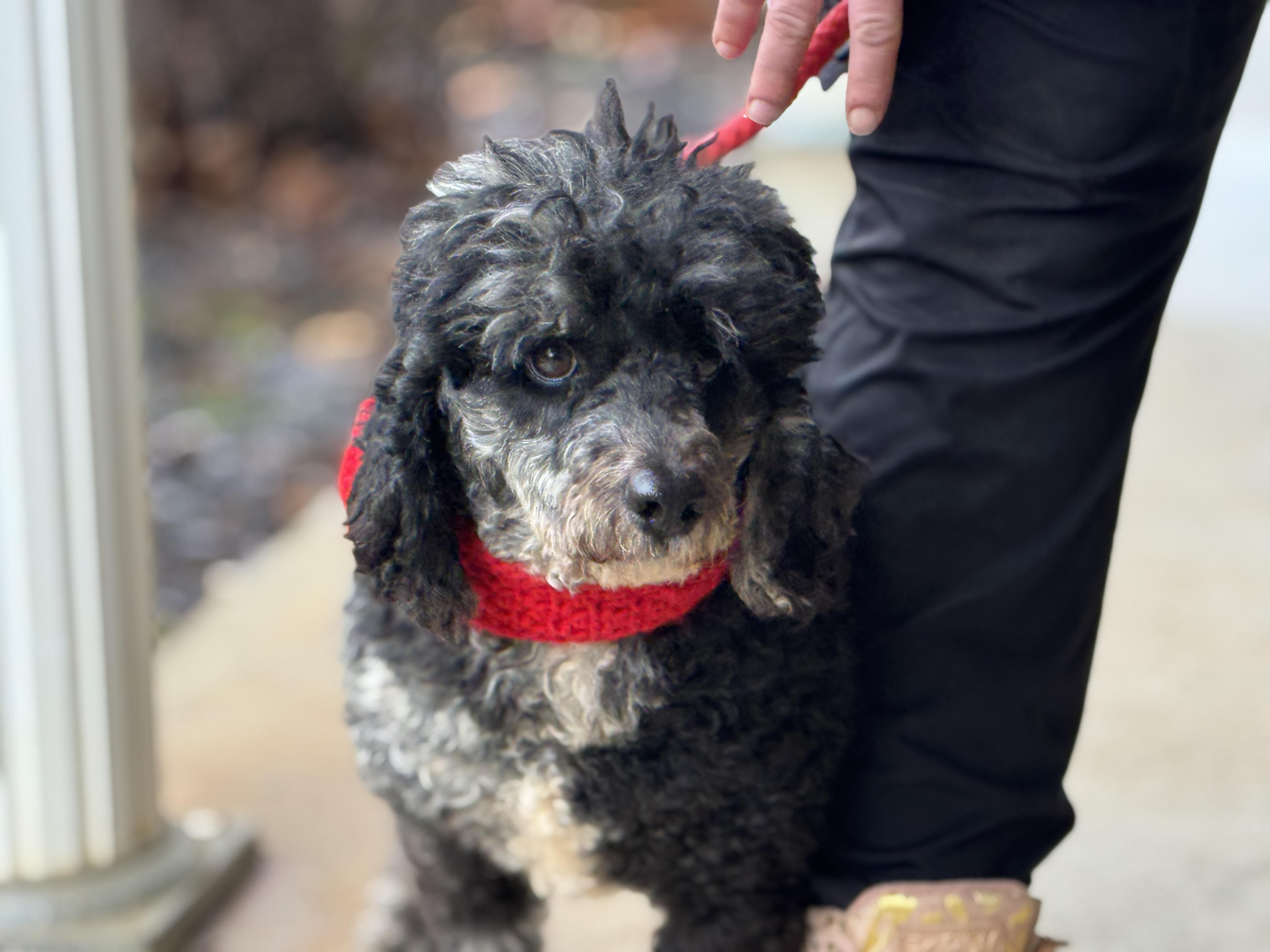 Monty, a ADOPTABLE Miniature Poodle in Richmond, VA image 3/6