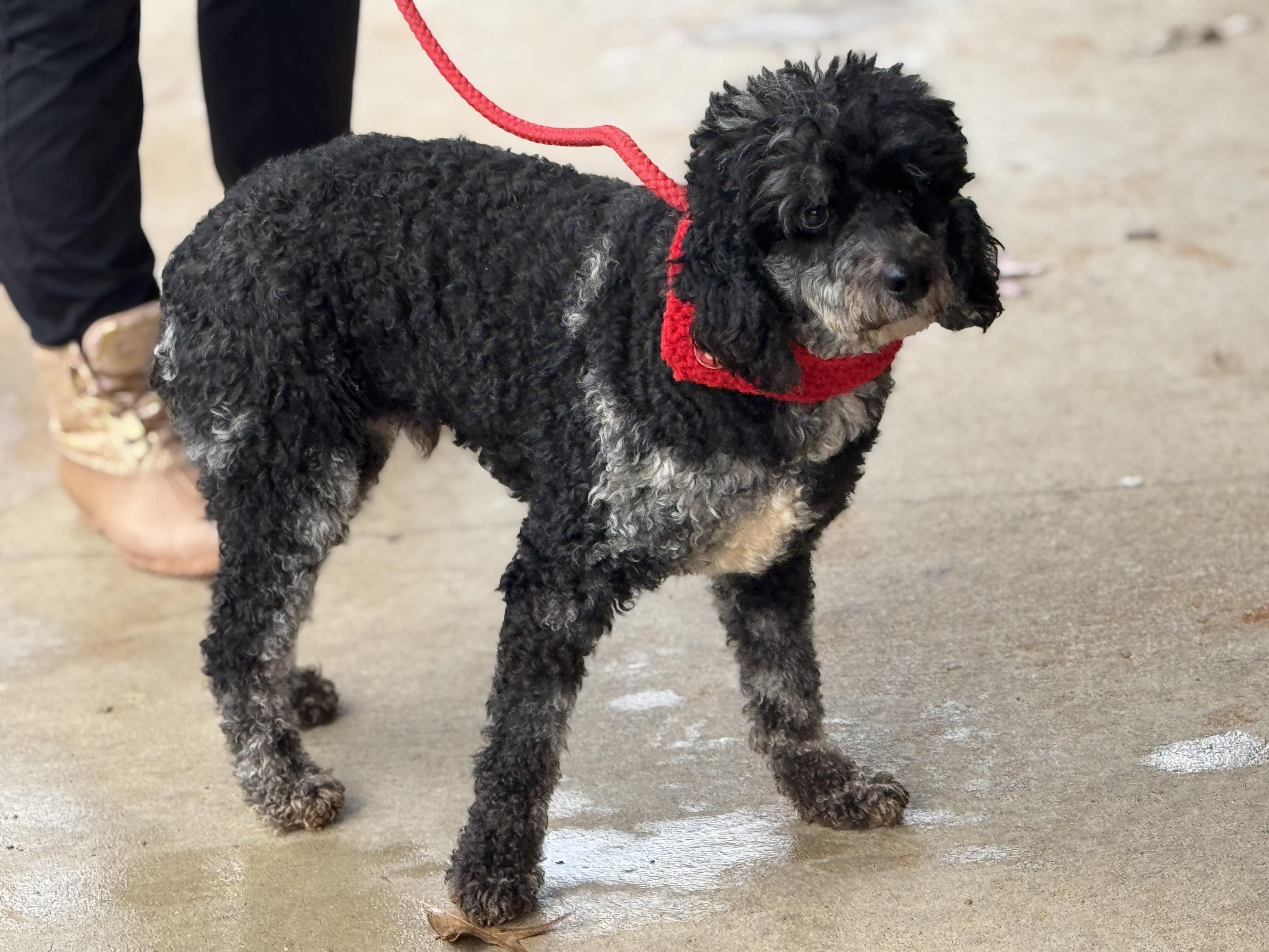 Monty, a ADOPTABLE Miniature Poodle in Richmond, VA image 5/6