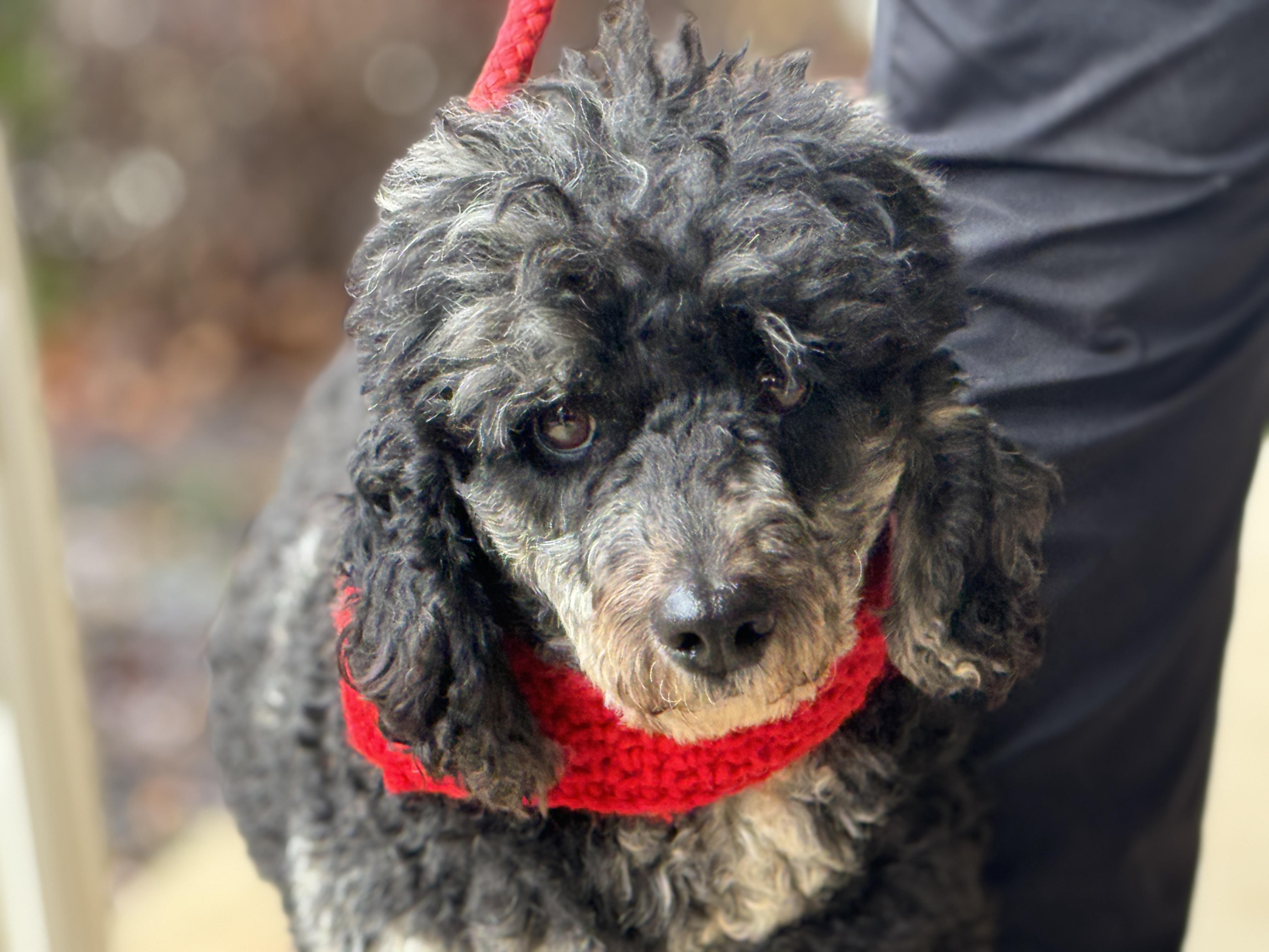 Monty, a ADOPTABLE Miniature Poodle in Richmond, VA image 2/6