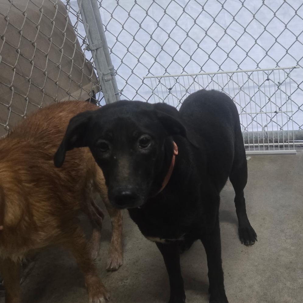 Slurpee, Adoptable, Adult Female Black Labrador Retriever.