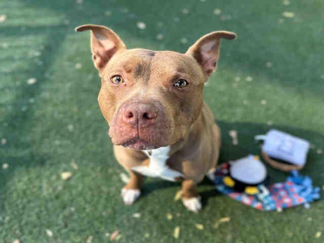 BRONCO, Adoptable, Adult Male Pit Bull Terrier.