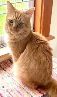 Mulligan, an adoptable Maine Coon, Norwegian Forest Cat in Bow, WA, 98232 | Photo Image 1