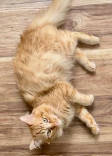 Mulligan, an adoptable Maine Coon, Norwegian Forest Cat in Bow, WA, 98232 | Photo Image 5